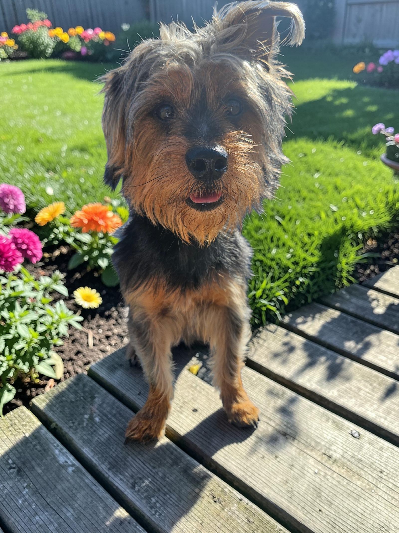 Enlarge Bear, a Adoptable Yorkshire Terrier in McKinney, TX image 1/3