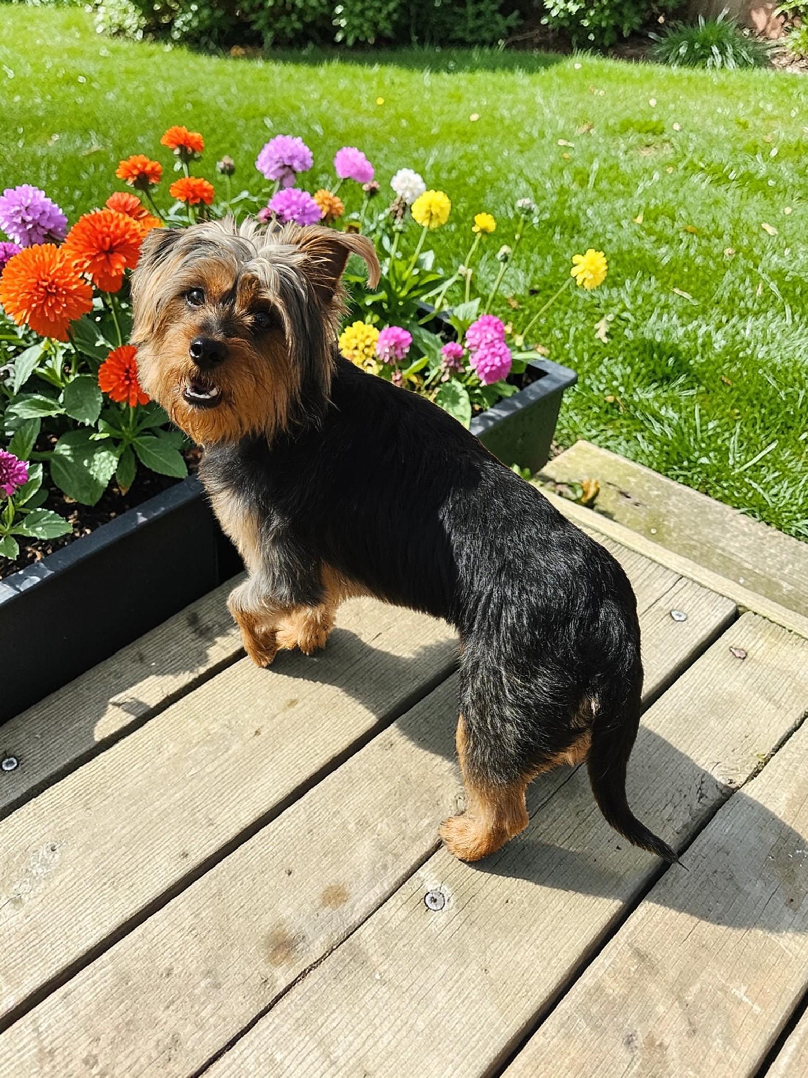 Enlarge Bear, a Adoptable Yorkshire Terrier in McKinney, TX image 2/3