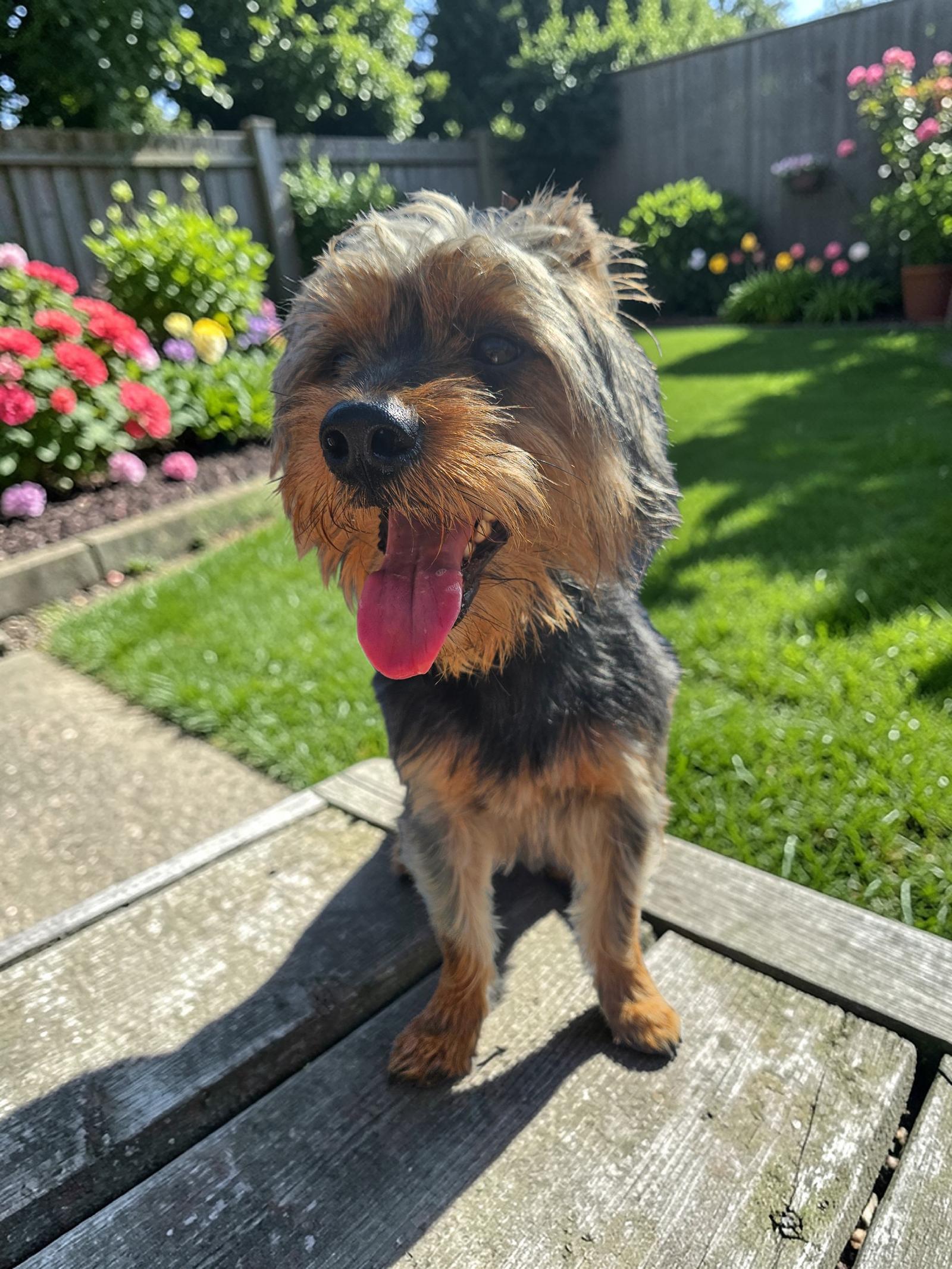 Enlarge Bear, a Adoptable Yorkshire Terrier in McKinney, TX image 3/3