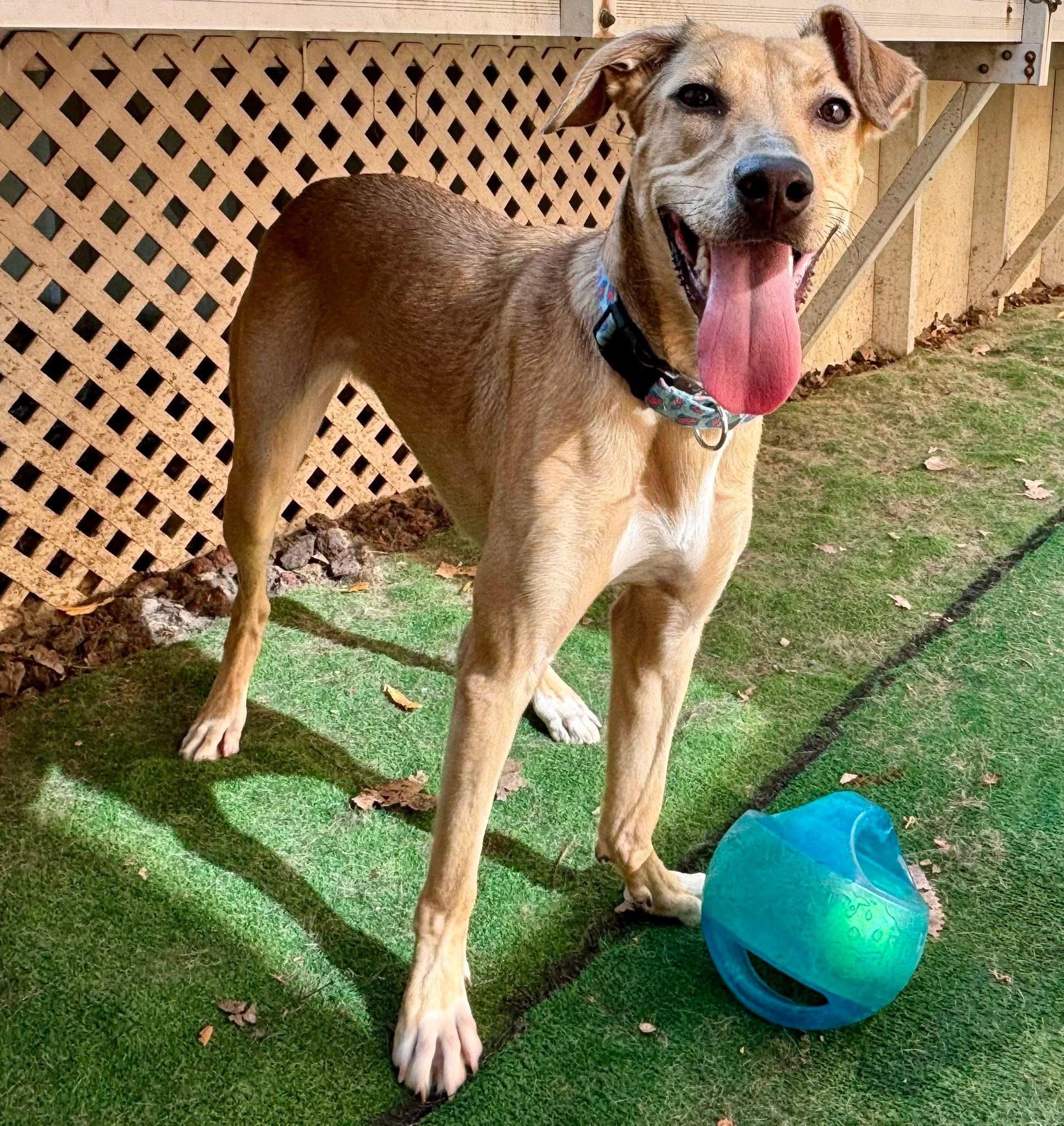 Kanga, a Adoptable mixed breed in Orland Park, IL image 1/6