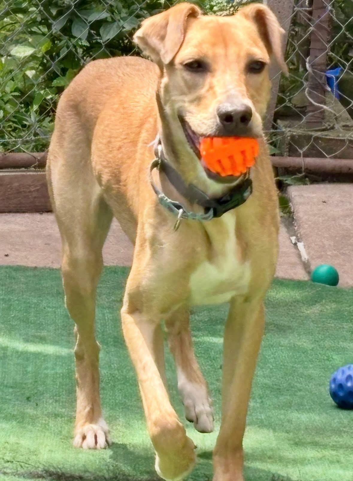 Kanga, a Adoptable mixed breed in Orland Park, IL image 2/6