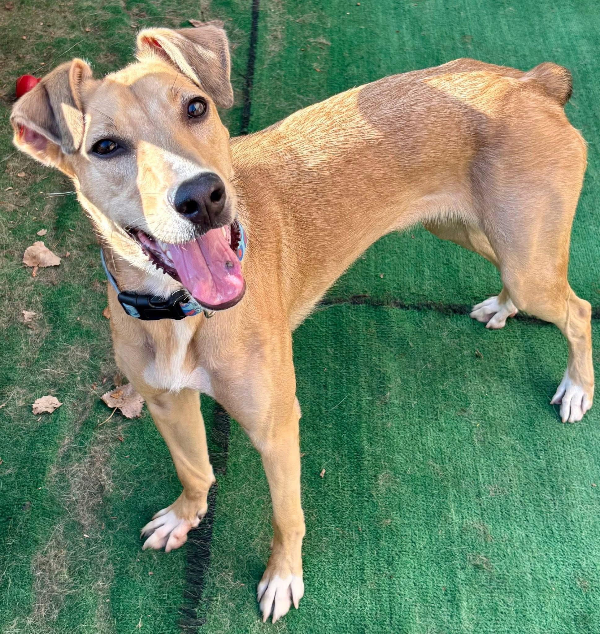 Kanga, a Adoptable mixed breed in Orland Park, IL image 3/6