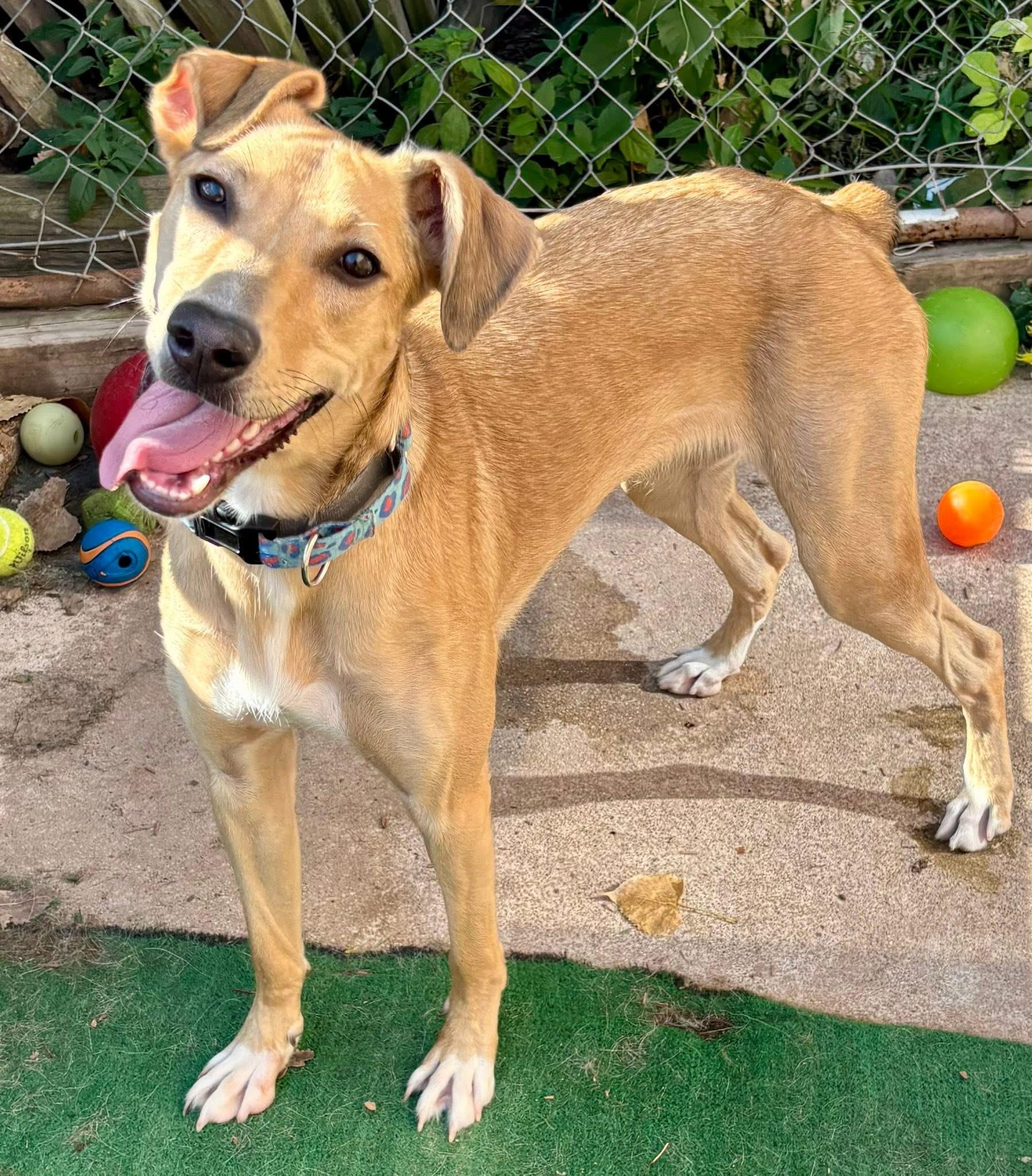 Kanga, a Adoptable mixed breed in Orland Park, IL image 4/6