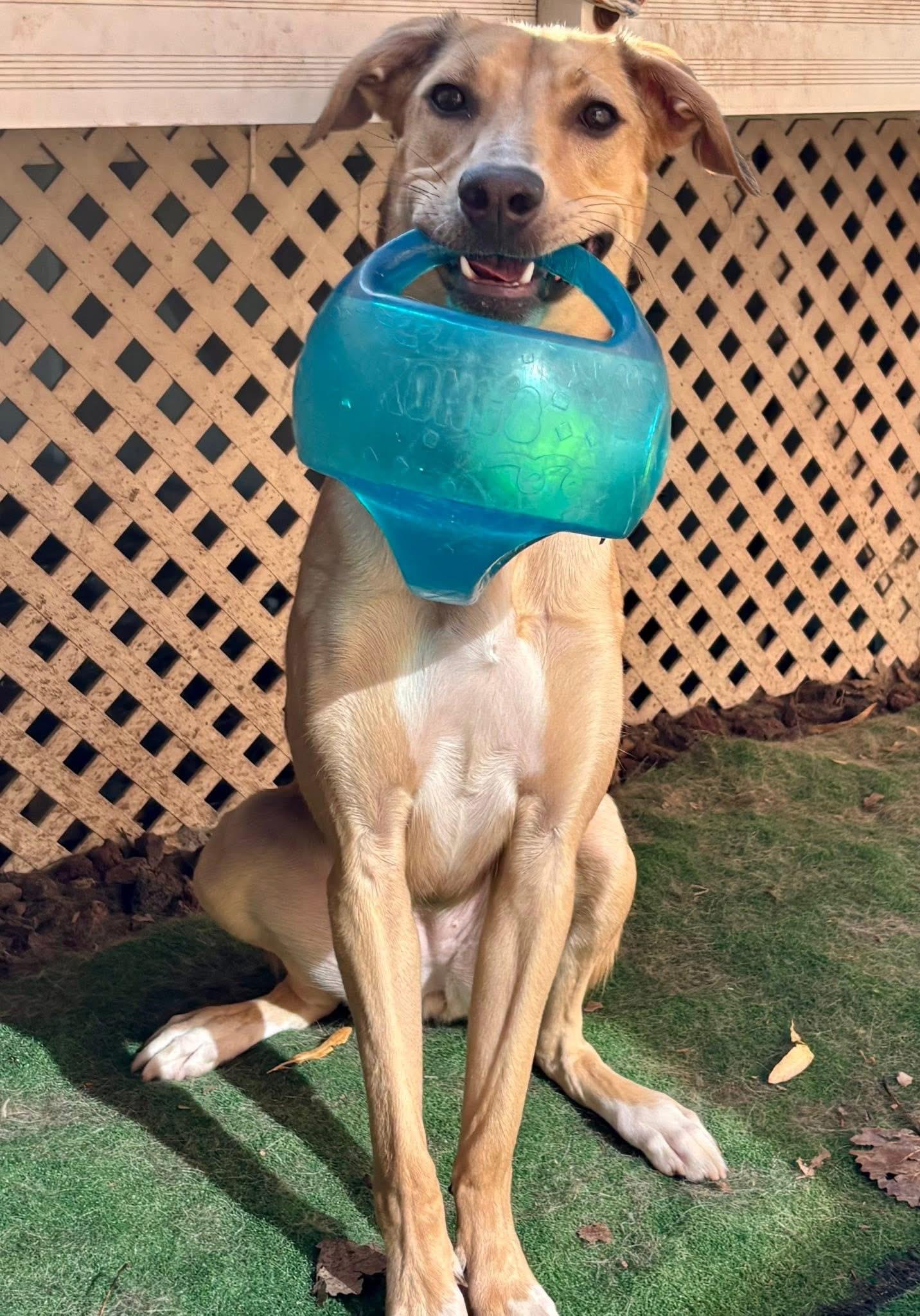 Kanga, a Adoptable mixed breed in Orland Park, IL image 5/6