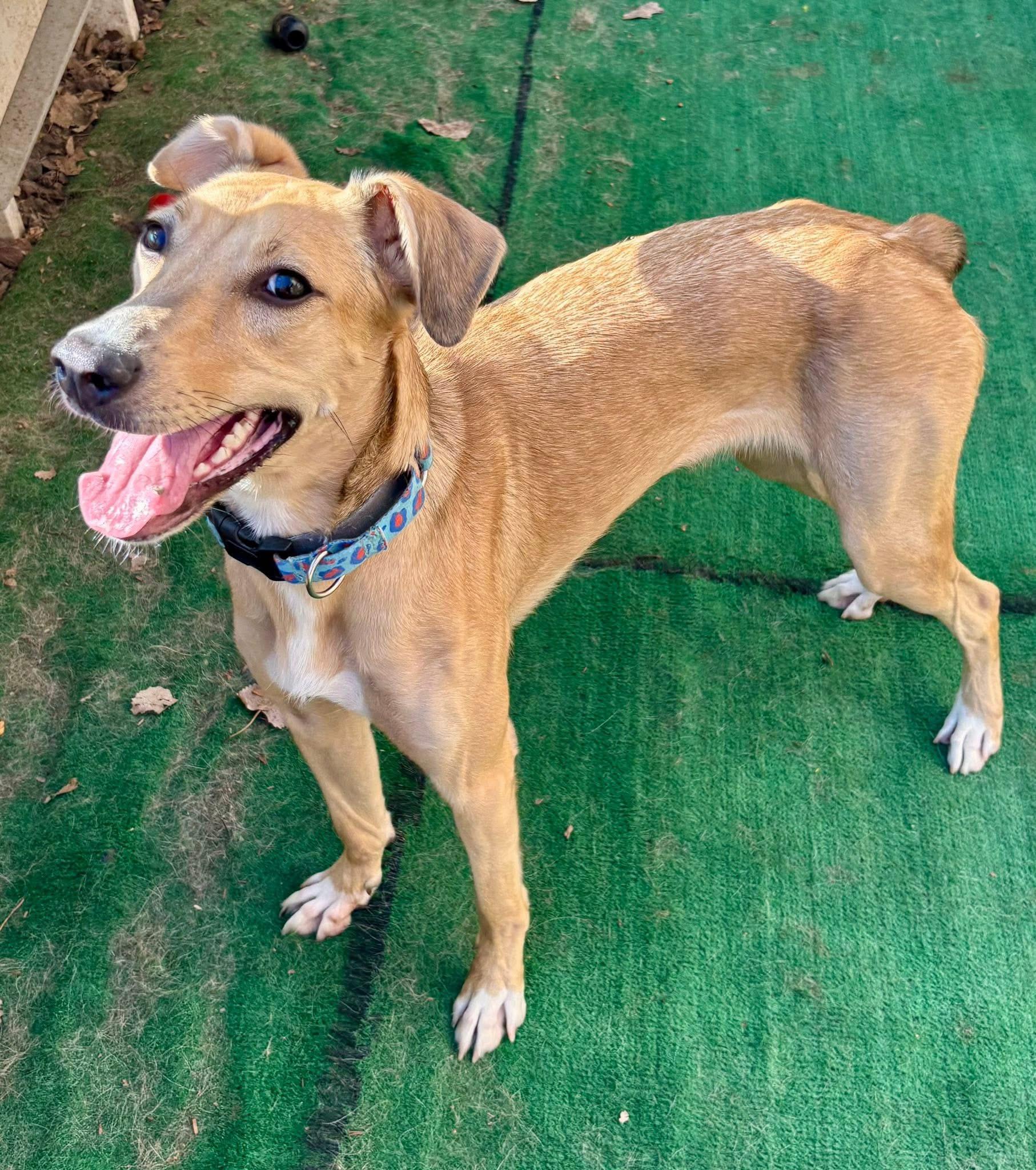 Kanga, a Adoptable mixed breed in Orland Park, IL image 6/6