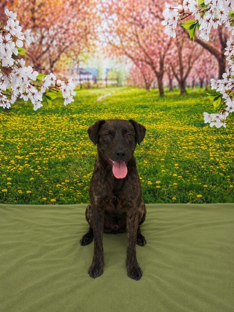 Reggie, Adoptable, Puppy Male Rottweiler.