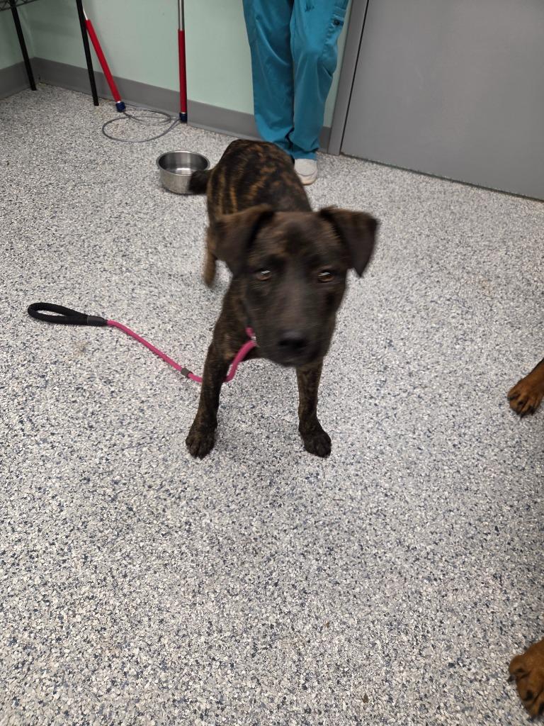 Reggie, Adoptable, Puppy Male Rottweiler.