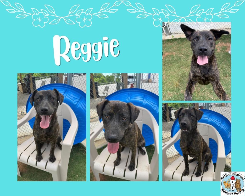Enlarge Reggie, a Adoptable Rottweiler in Athens, TN image 3/3
