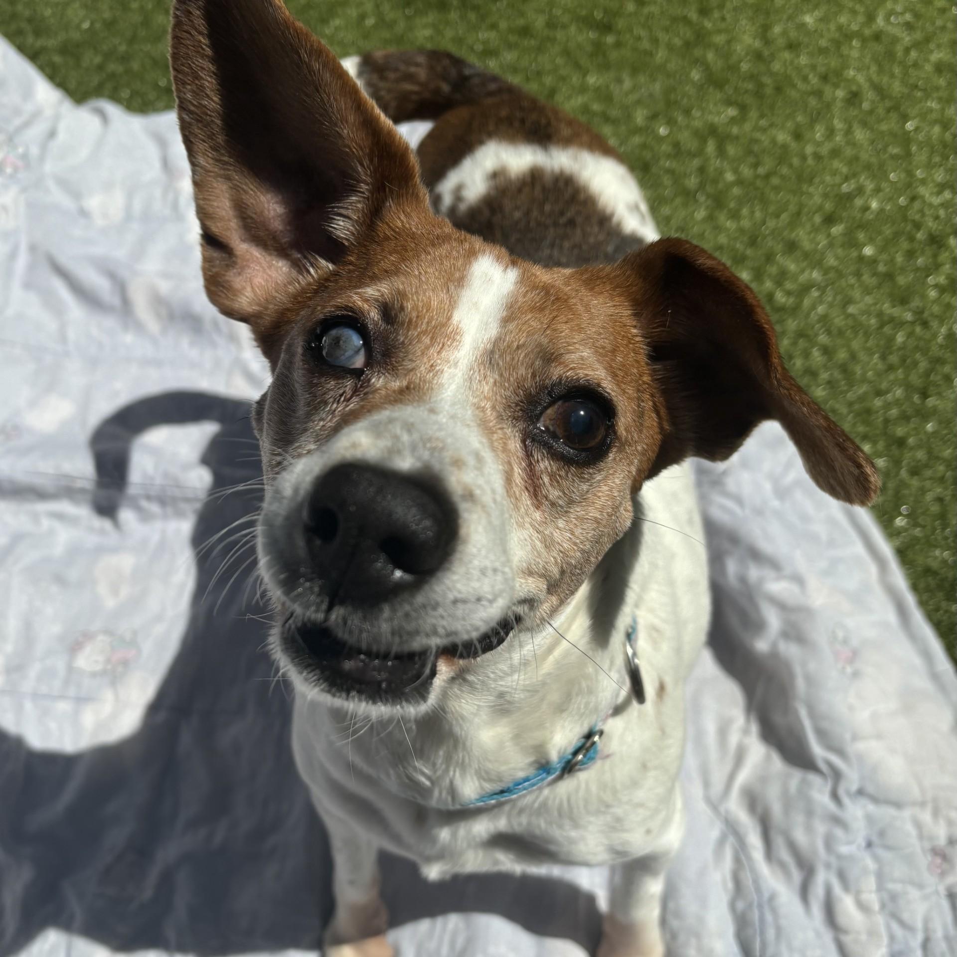 Charm, Adoptable, Senior Female Beagle.