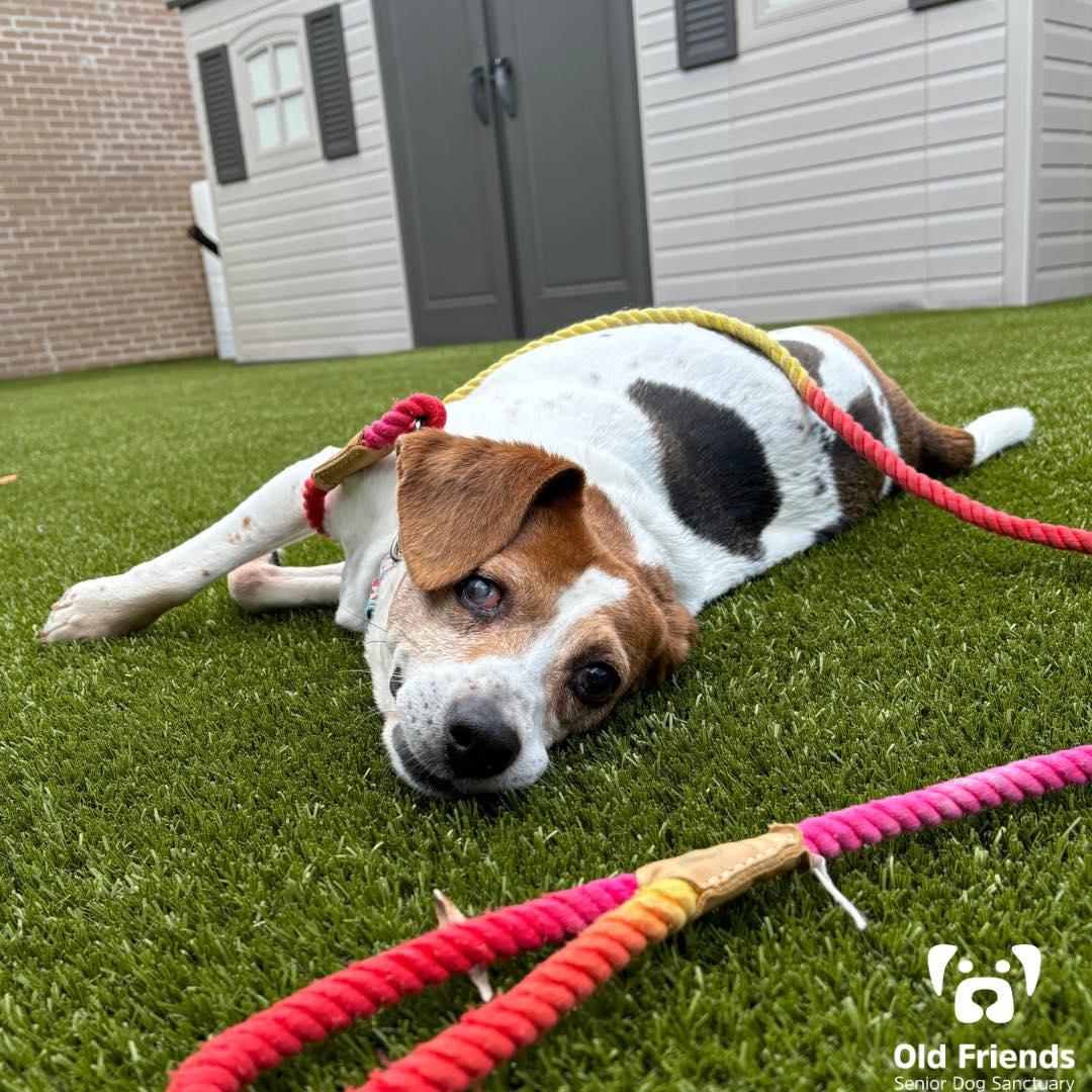 Enlarge Charm, a Adoptable mixed breed in Mount Juliet, TN image 1/1