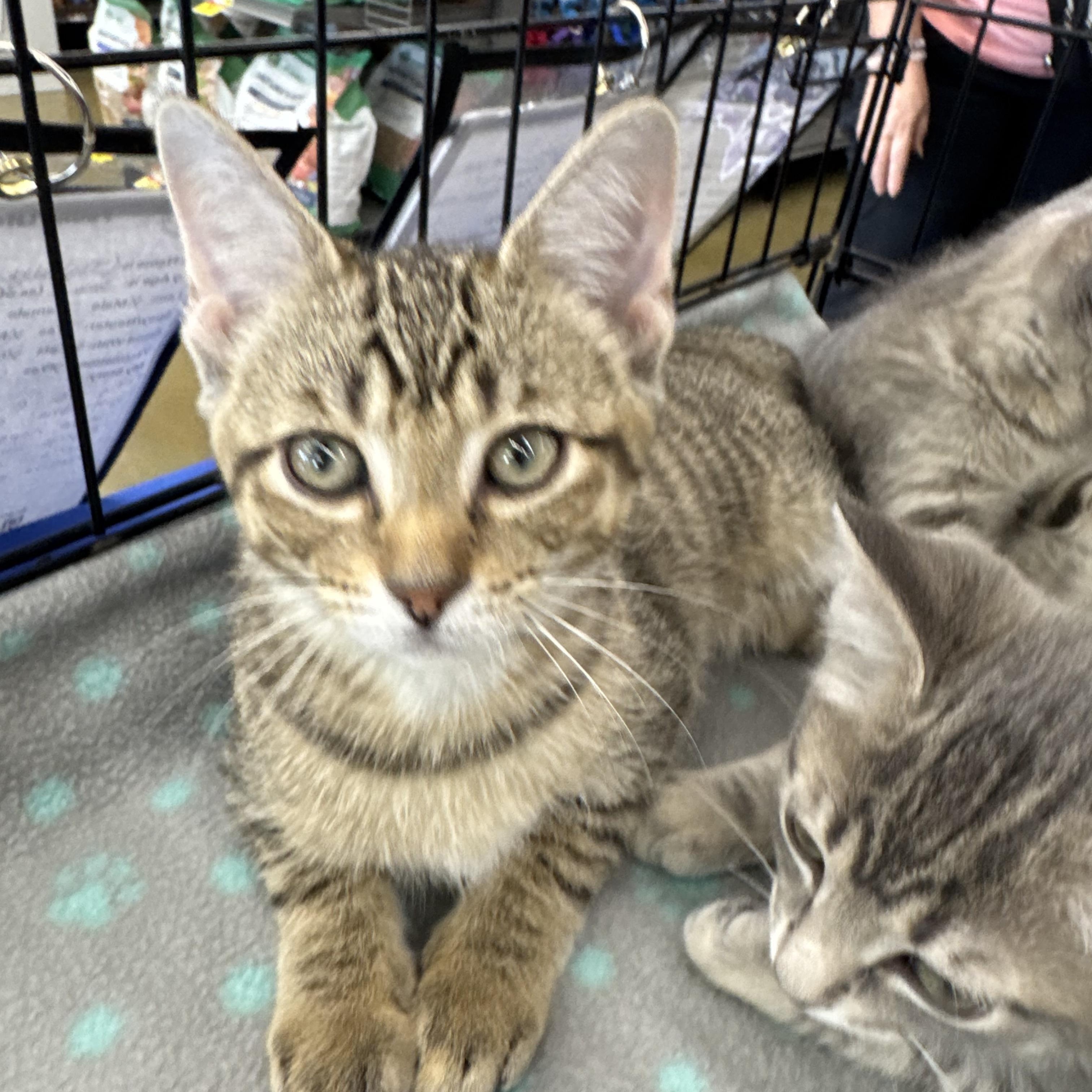 Enlarge Darrell, a ADOPTABLE Domestic Short Hair in Easley, SC image 2/2