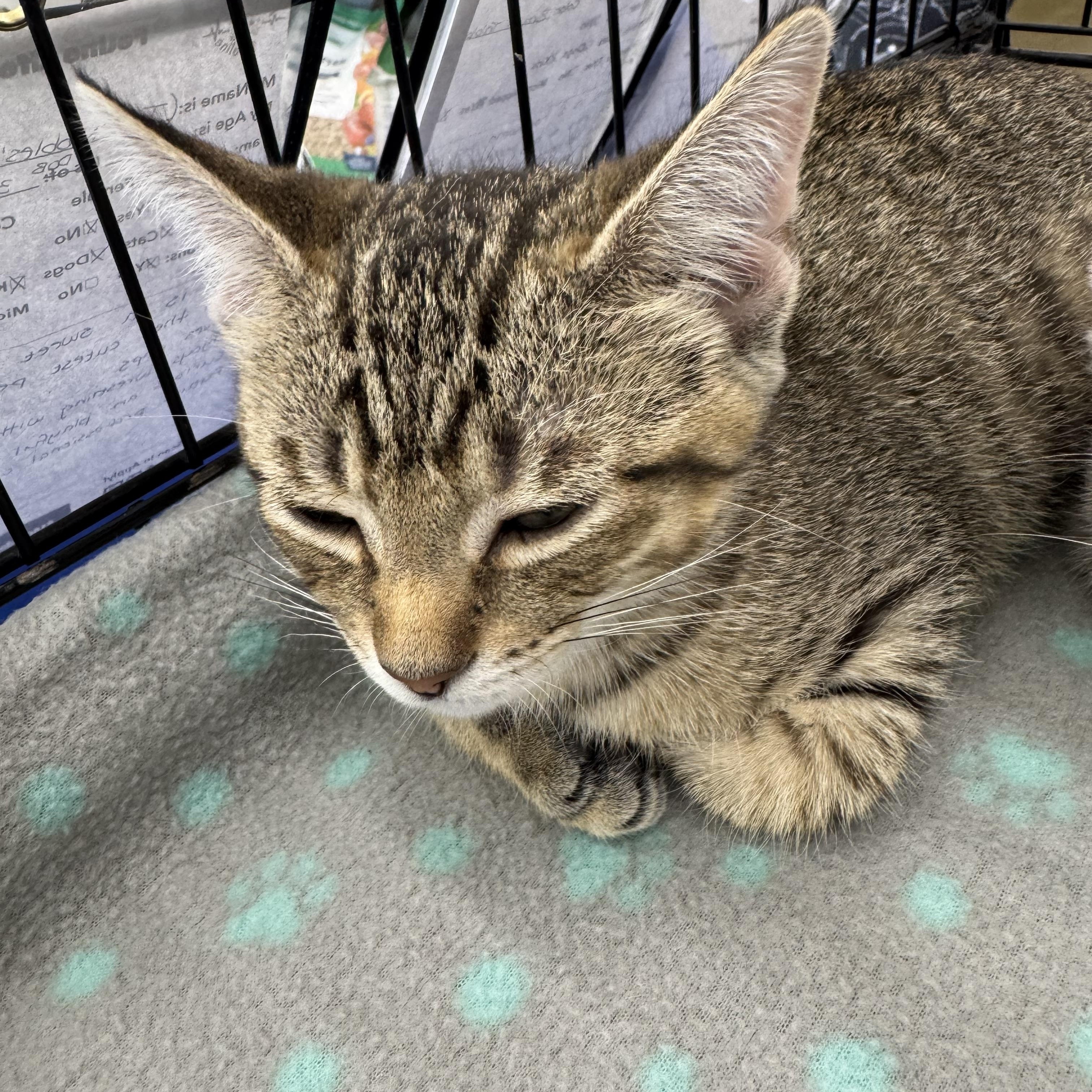 Darrell, ADOPTABLE, Kitten Male Domestic Short Hair.