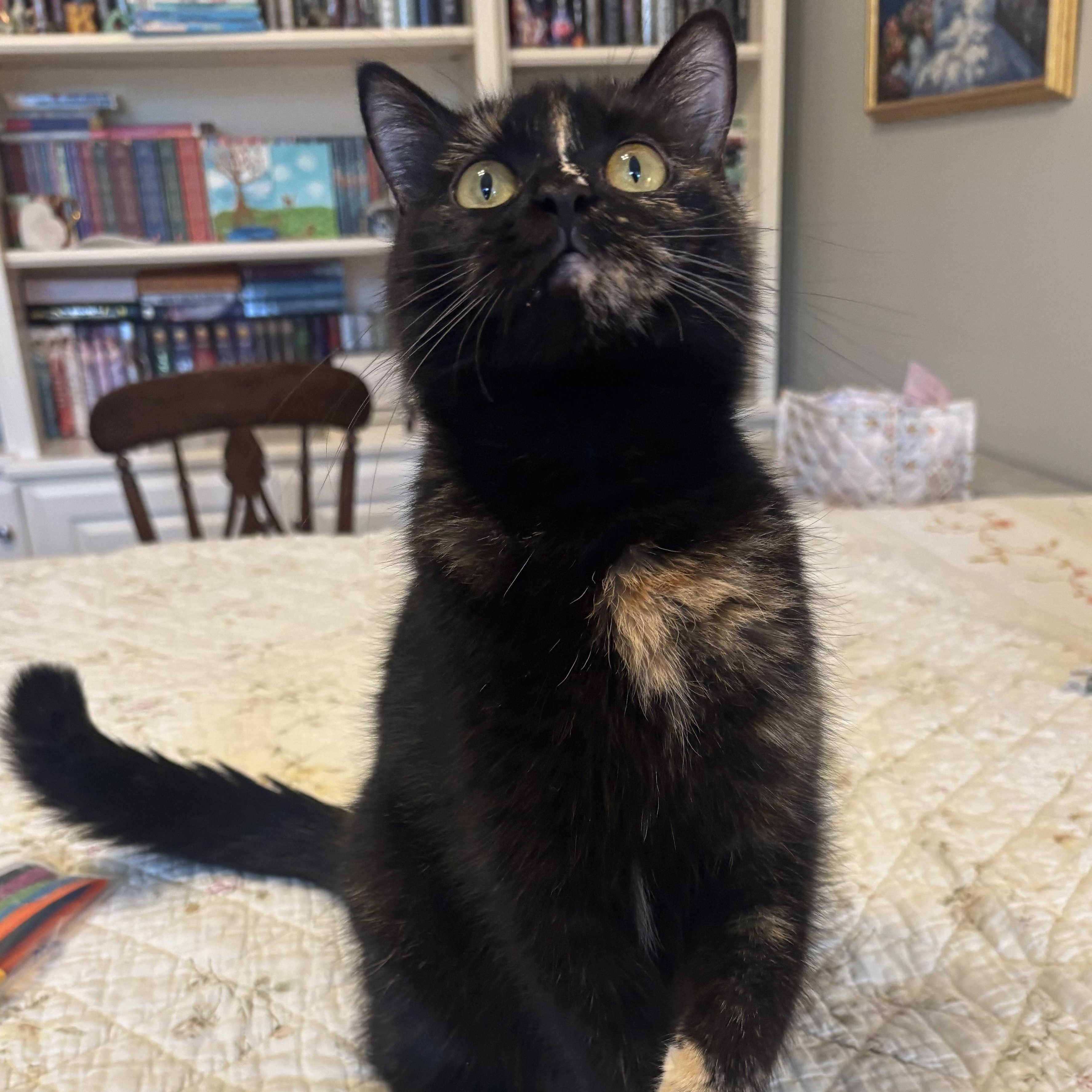 Enlarge Mama Lululemon , a ADOPTABLE Domestic Short Hair in Bryan, TX image 3/6