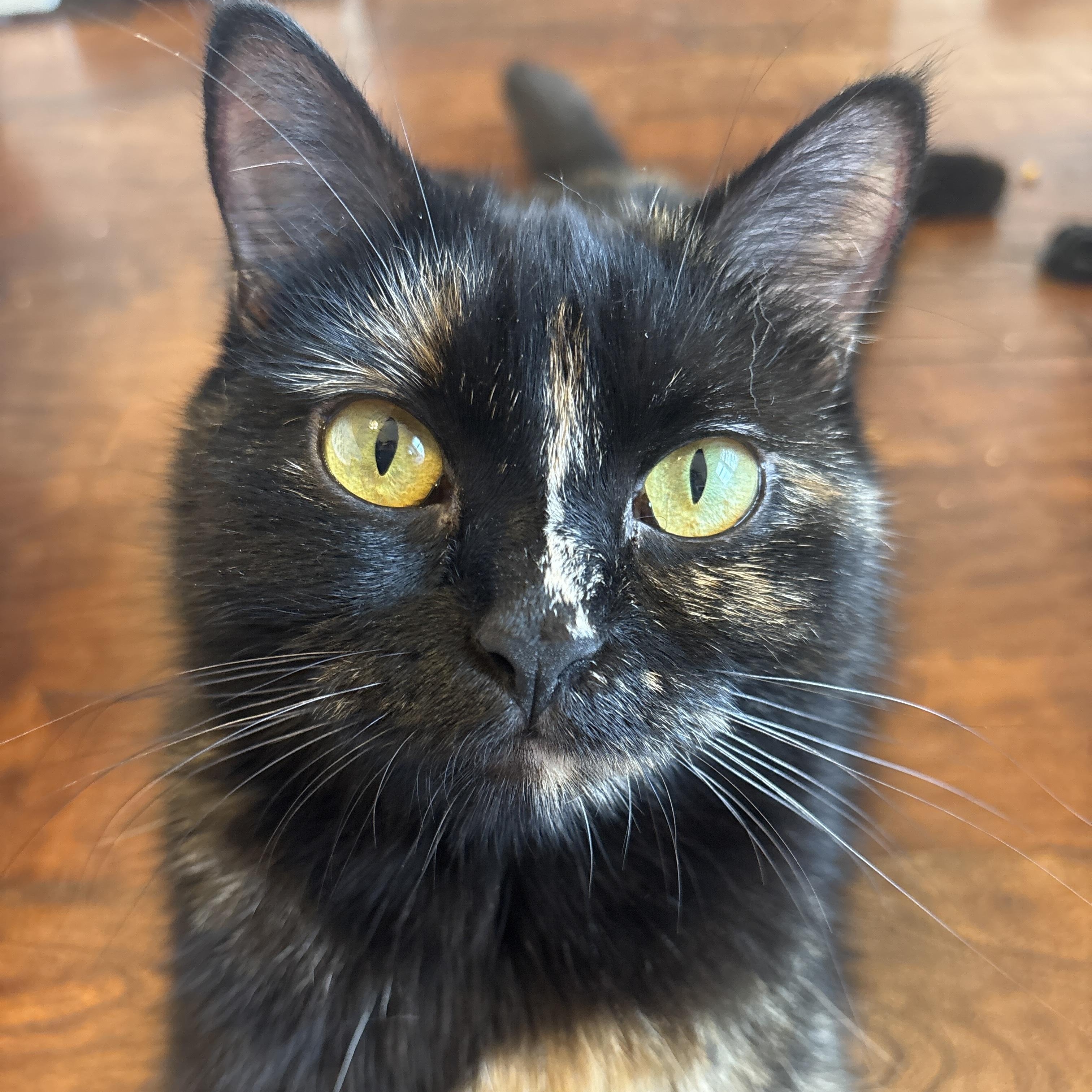 Enlarge Mama Lululemon , a ADOPTABLE Domestic Short Hair in Bryan, TX image 2/6