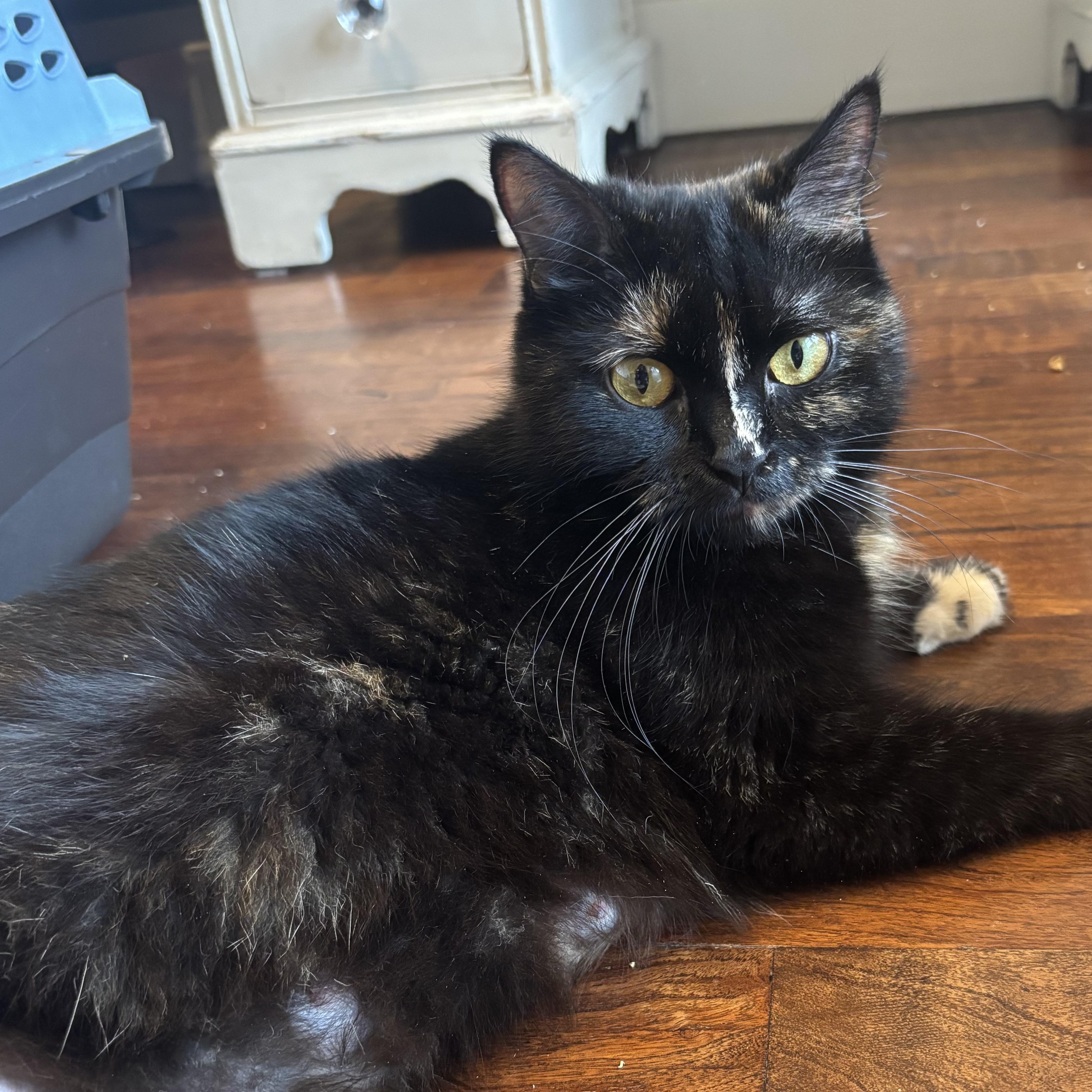 Enlarge Mama Lululemon , a ADOPTABLE Domestic Short Hair in Bryan, TX image 5/6