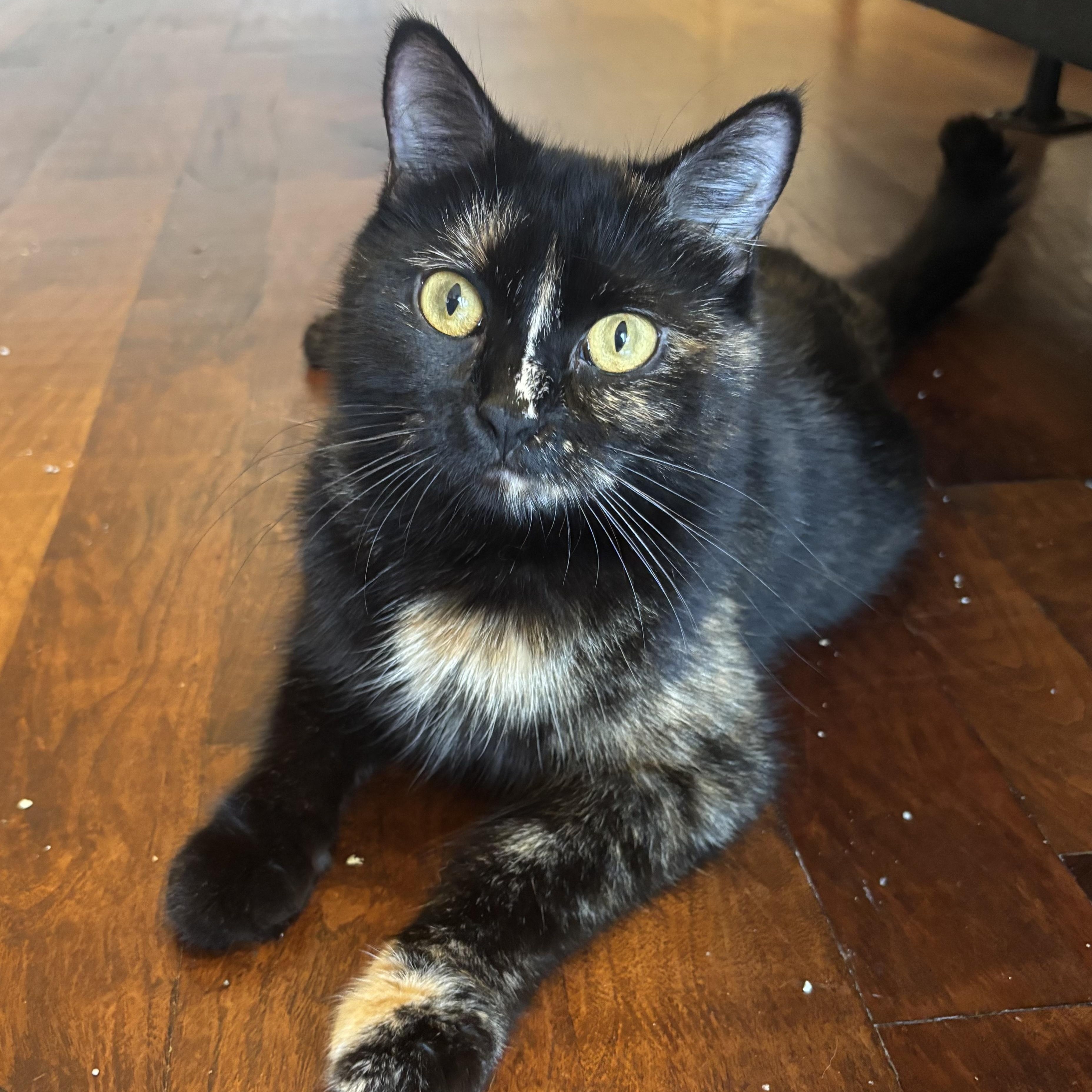 Mama Lululemon , ADOPTABLE, Adult Female Domestic Short Hair.