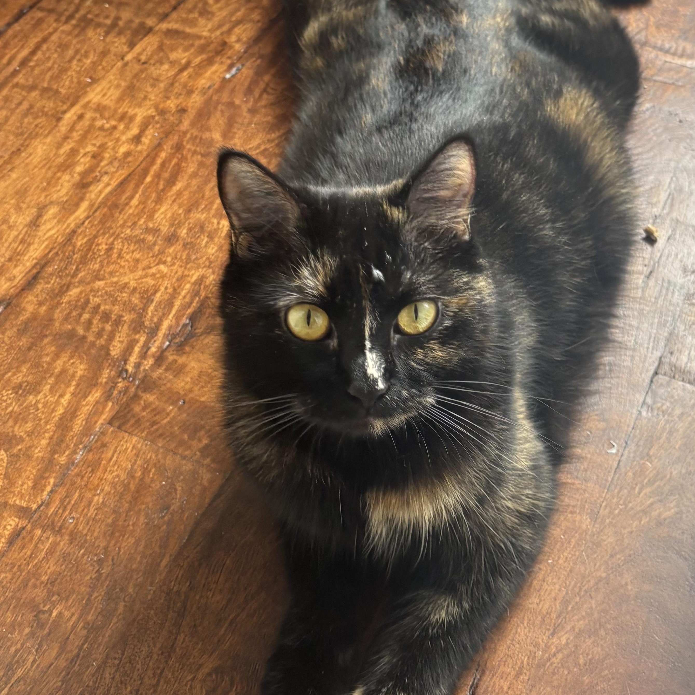 Enlarge Mama Lululemon , a ADOPTABLE Domestic Short Hair in Bryan, TX image 6/6