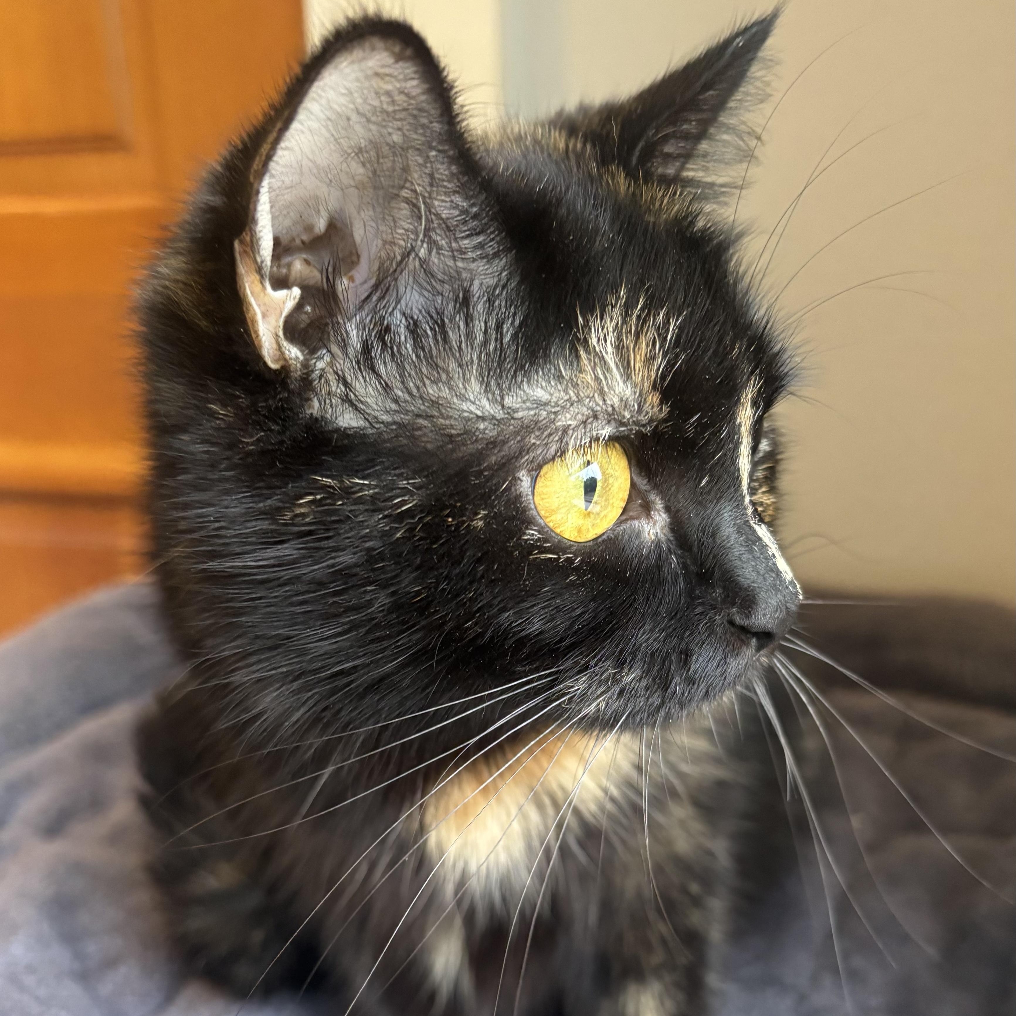 Enlarge Mama Lululemon , a ADOPTABLE Domestic Short Hair in Bryan, TX image 4/6