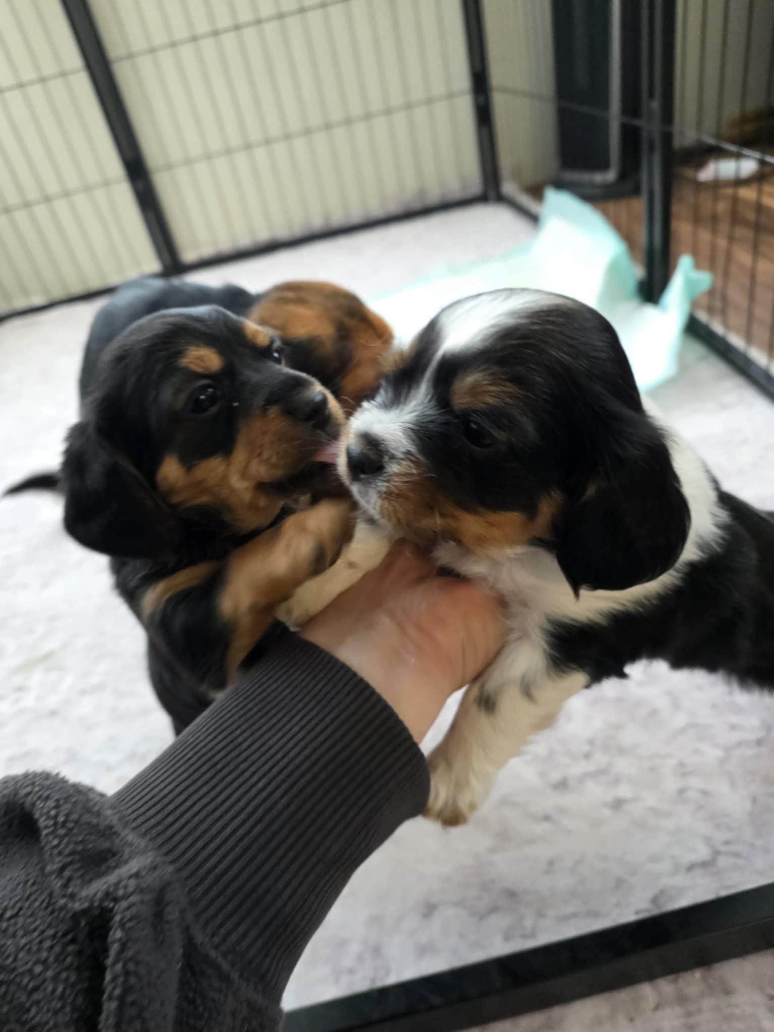 Enlarge Jagger, an adopted mixed breed in Wurtsboro, NY image 6/6