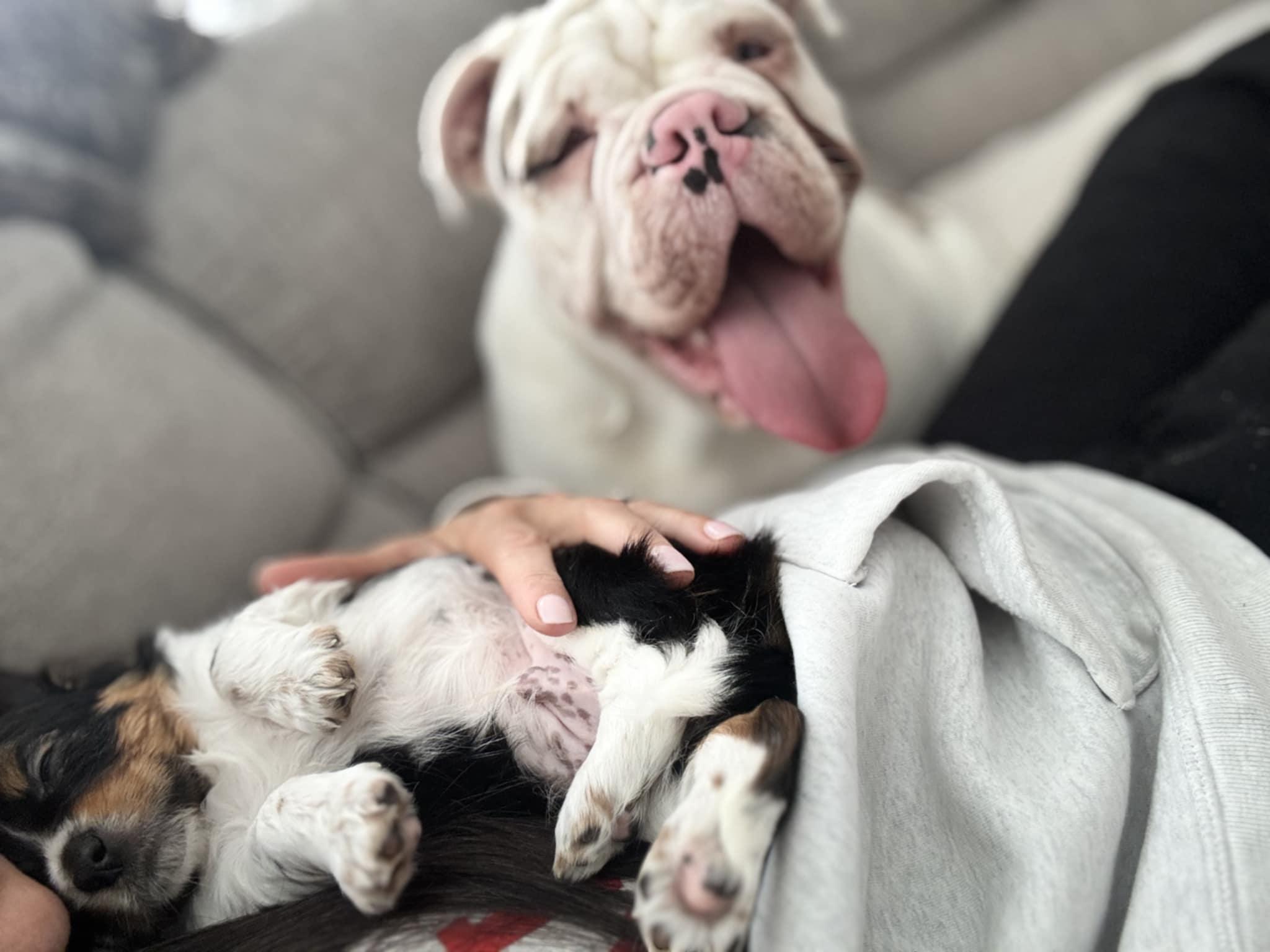 Enlarge Jagger, an adopted mixed breed in Wurtsboro, NY image 4/6