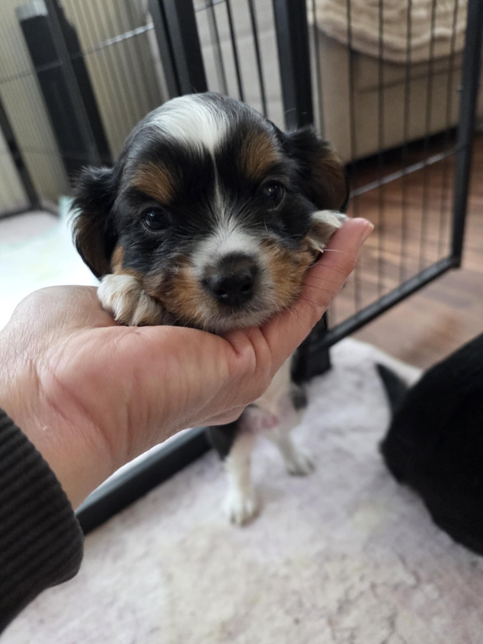 Jagger, adopted, Puppy Male Cavalier King Charles Spaniel & Chiweenie.