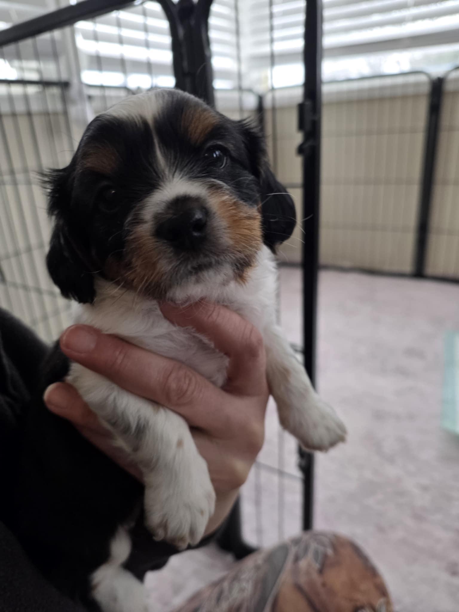 Enlarge Jagger, an adopted mixed breed in Wurtsboro, NY image 5/6