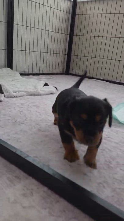 Enlarge Jagger, an adopted mixed breed in Wurtsboro, NY video 2/6