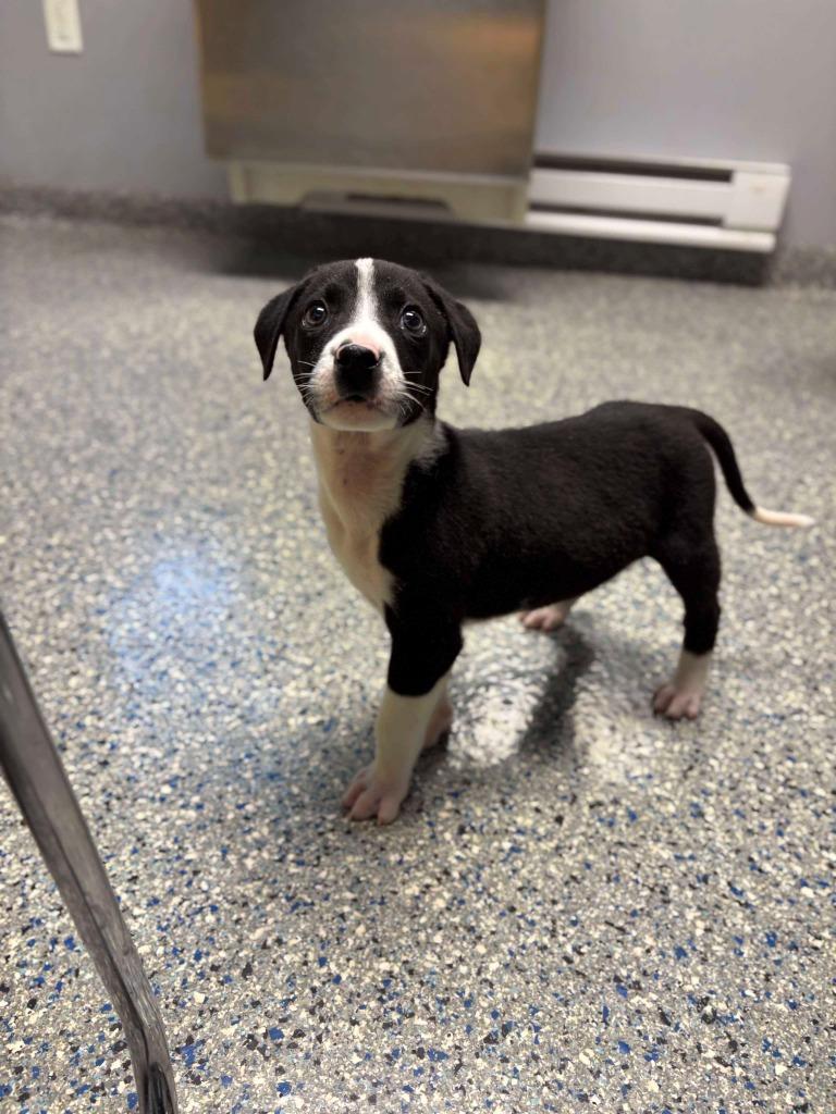 Enlarge Banjo, a Adoptable mixed breed in Chillicothe, OH image 1/1