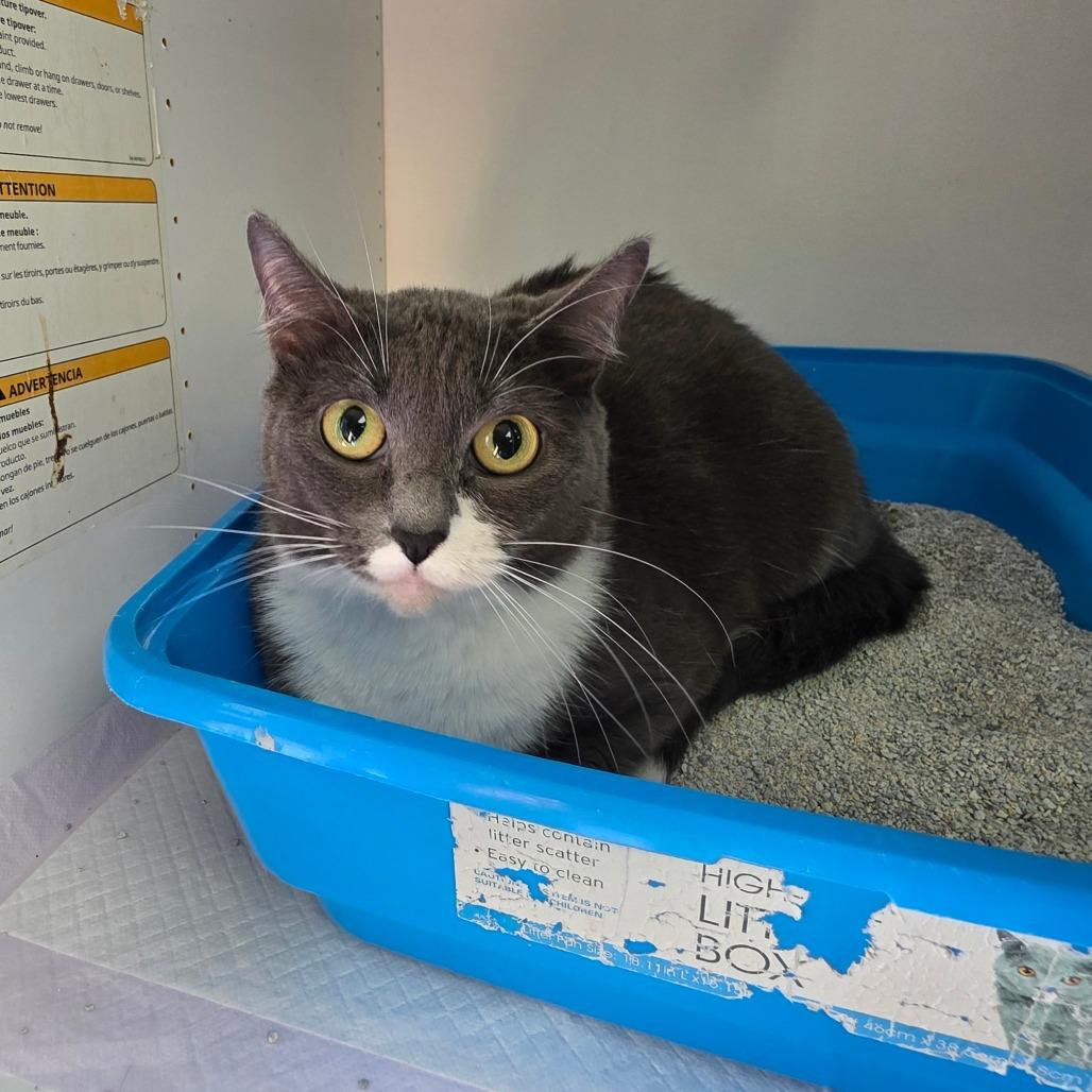 Enlarge Baby, a Adoptable Domestic Short Hair in Duncan, OK image 1/3