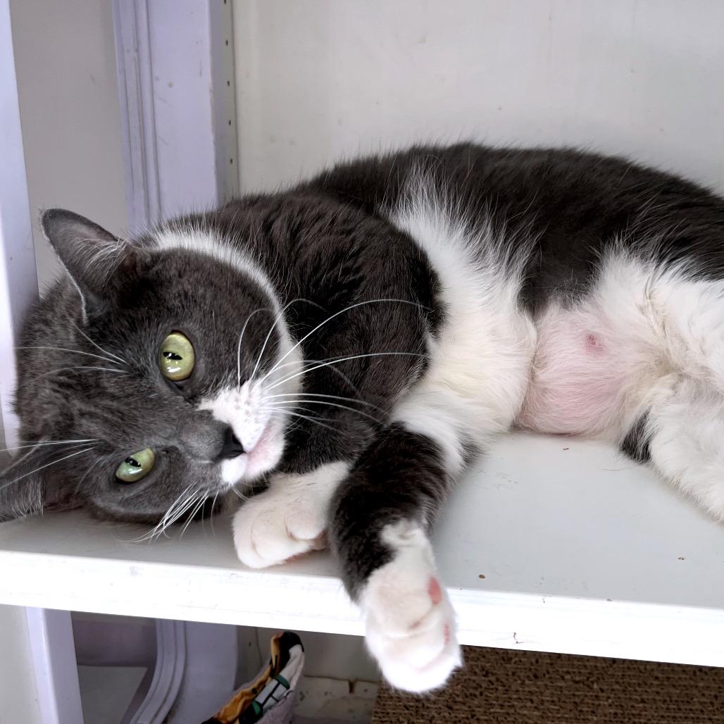 Enlarge Baby, a Adoptable Domestic Short Hair in Duncan, OK image 2/3