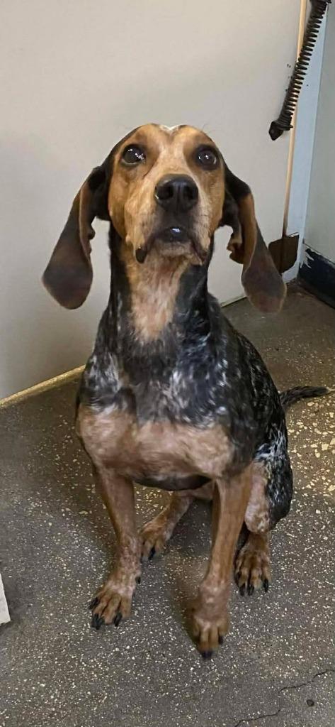 Polly Pocket, Adoptable, Adult Female Mixed Breed.