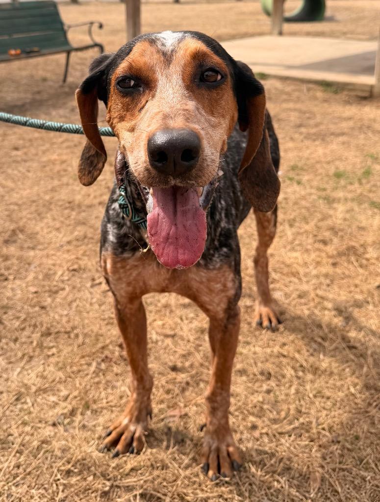Enlarge Polly Pocket, a Adoptable Mixed Breed in Ocala, FL image 2/3
