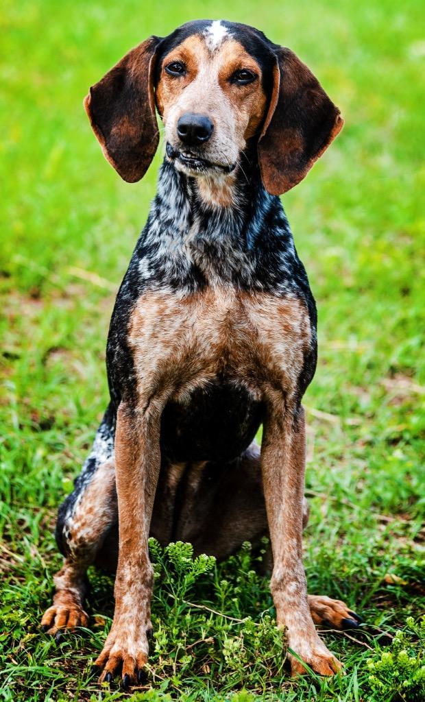 Enlarge Polly Pocket, a Adoptable Mixed Breed in Ocala, FL image 3/3