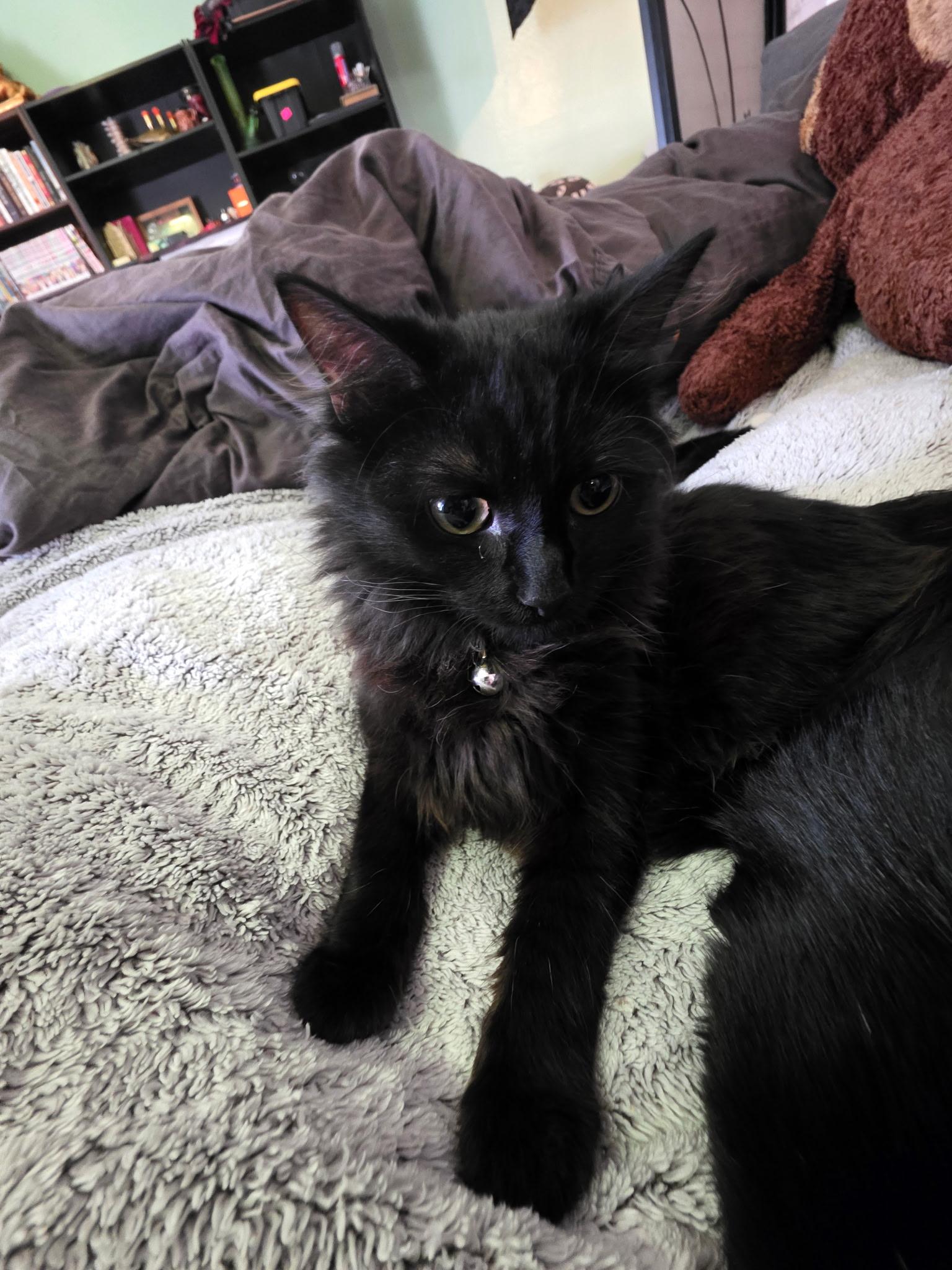 Poof, ADOPTABLE, Young Female Domestic Medium Hair.