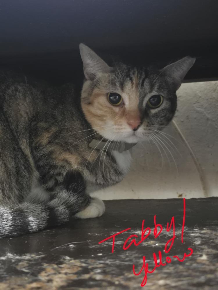 Enlarge Liza, a Adoptable Domestic Short Hair in Naranjito, PR image 1/1