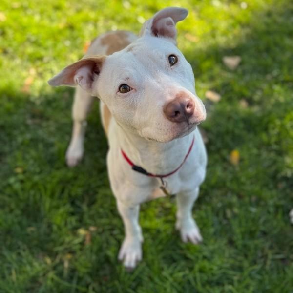 Enlarge Butter, a Adoptable mixed breed in Oakland, CA image 1/1