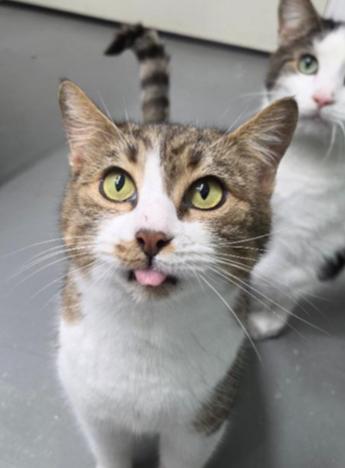 Enlarge Sumi, a Adoptable Domestic Short Hair in Evans City, PA image 1/1