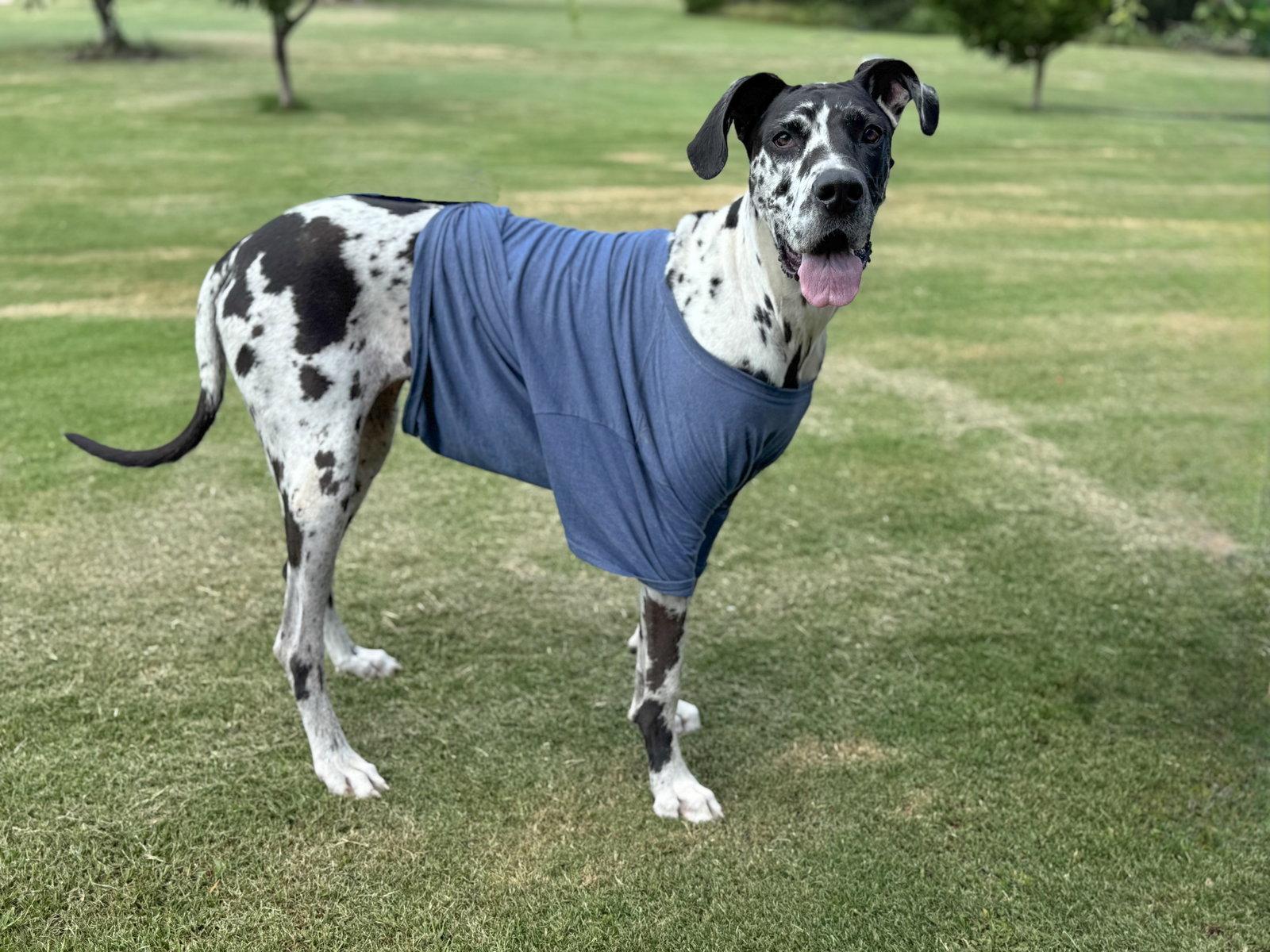 Calla, Adoptable, Adult Female Great Dane.
