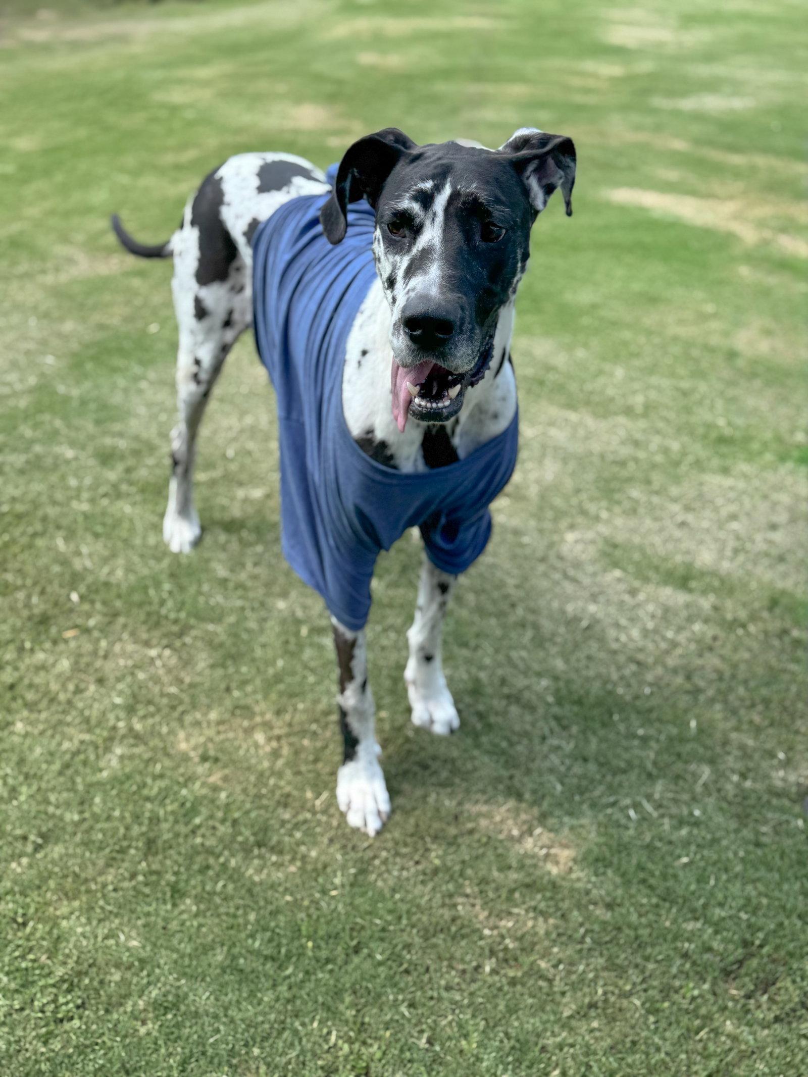 Enlarge Calla, a Adoptable Great Dane in Helotes, TX image 2/3
