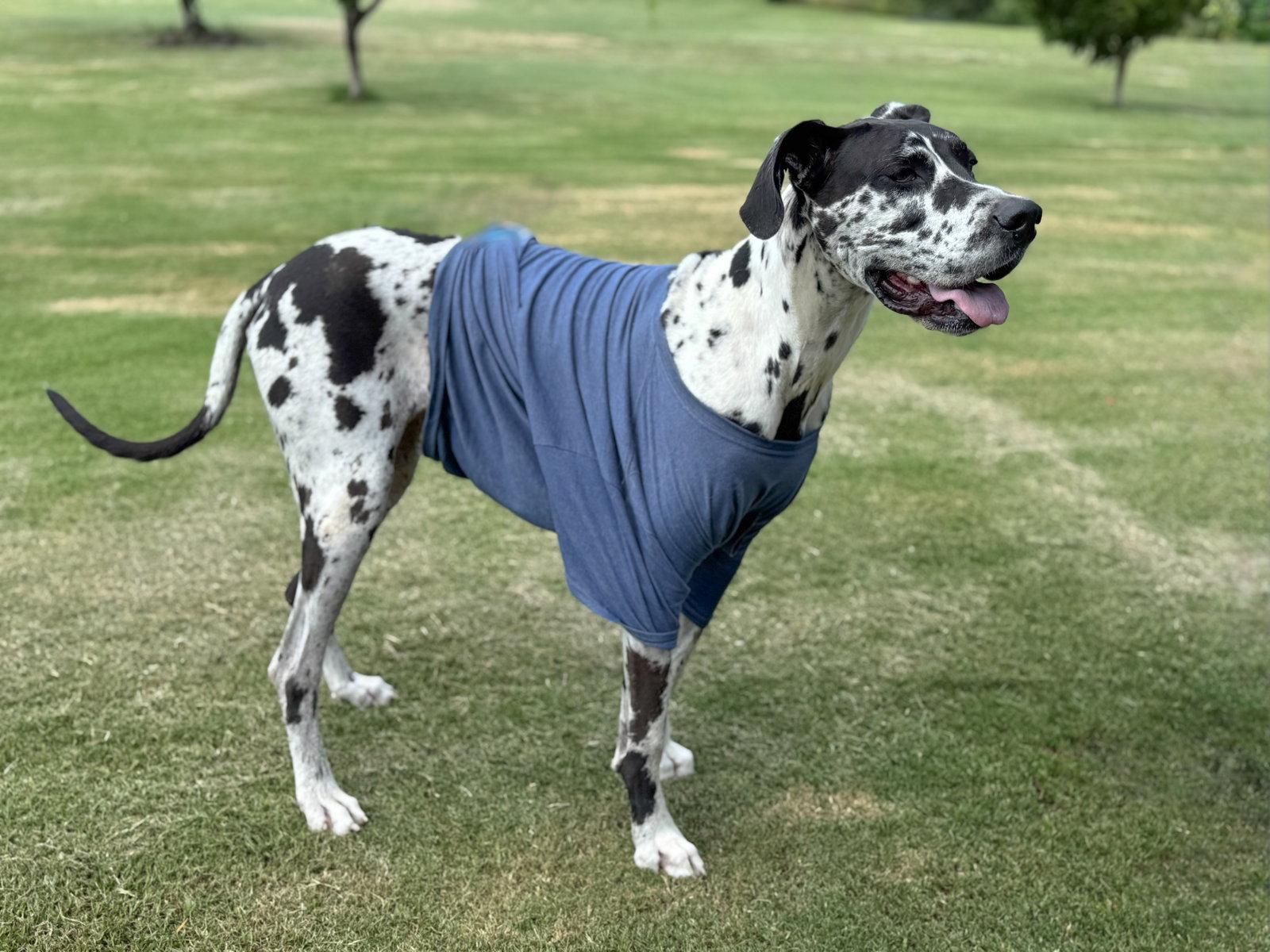 Enlarge Calla, a Adoptable Great Dane in Helotes, TX image 3/3
