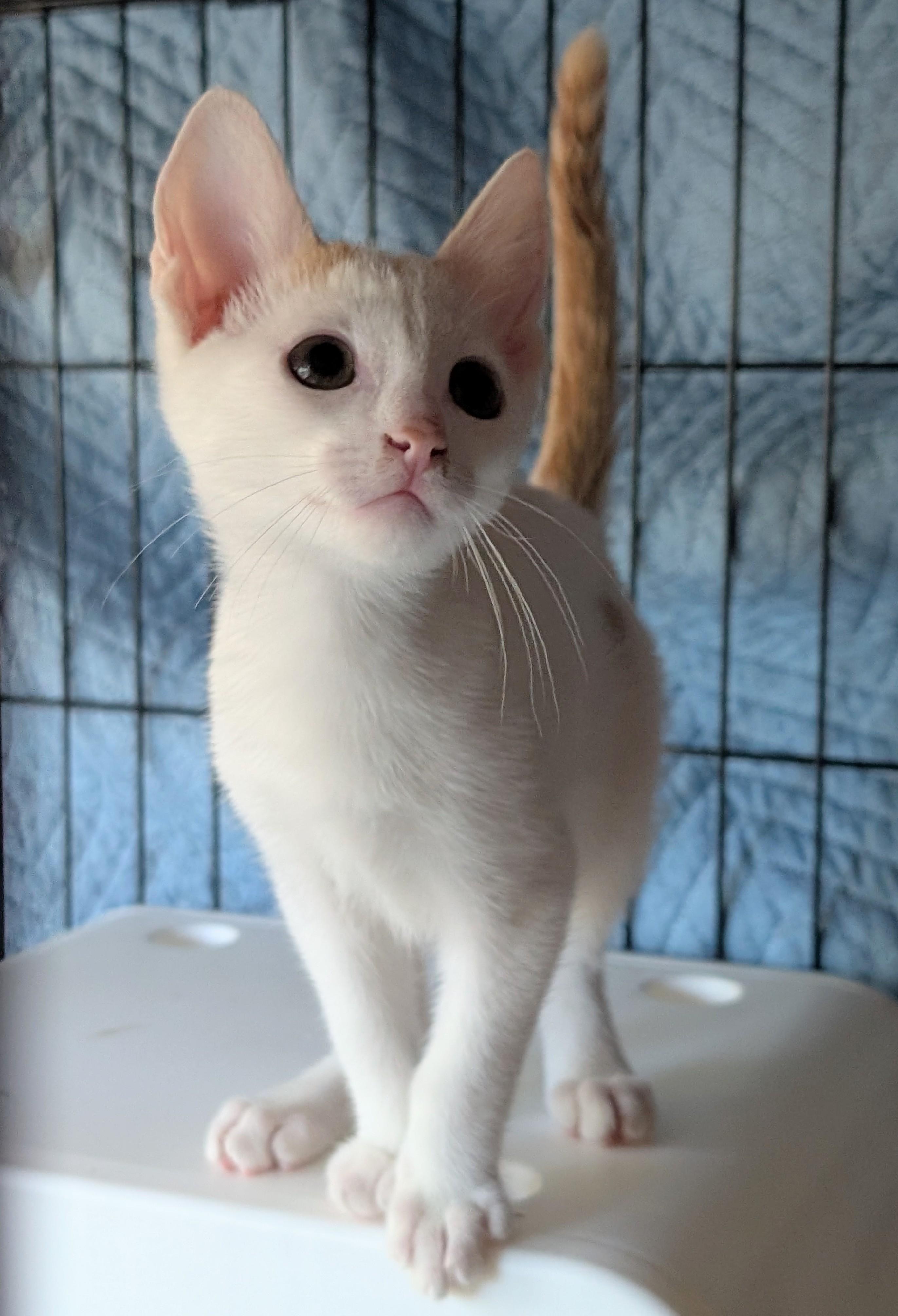 Pixel, a Adoptable Domestic Short Hair in San Diego, CA image 2/6