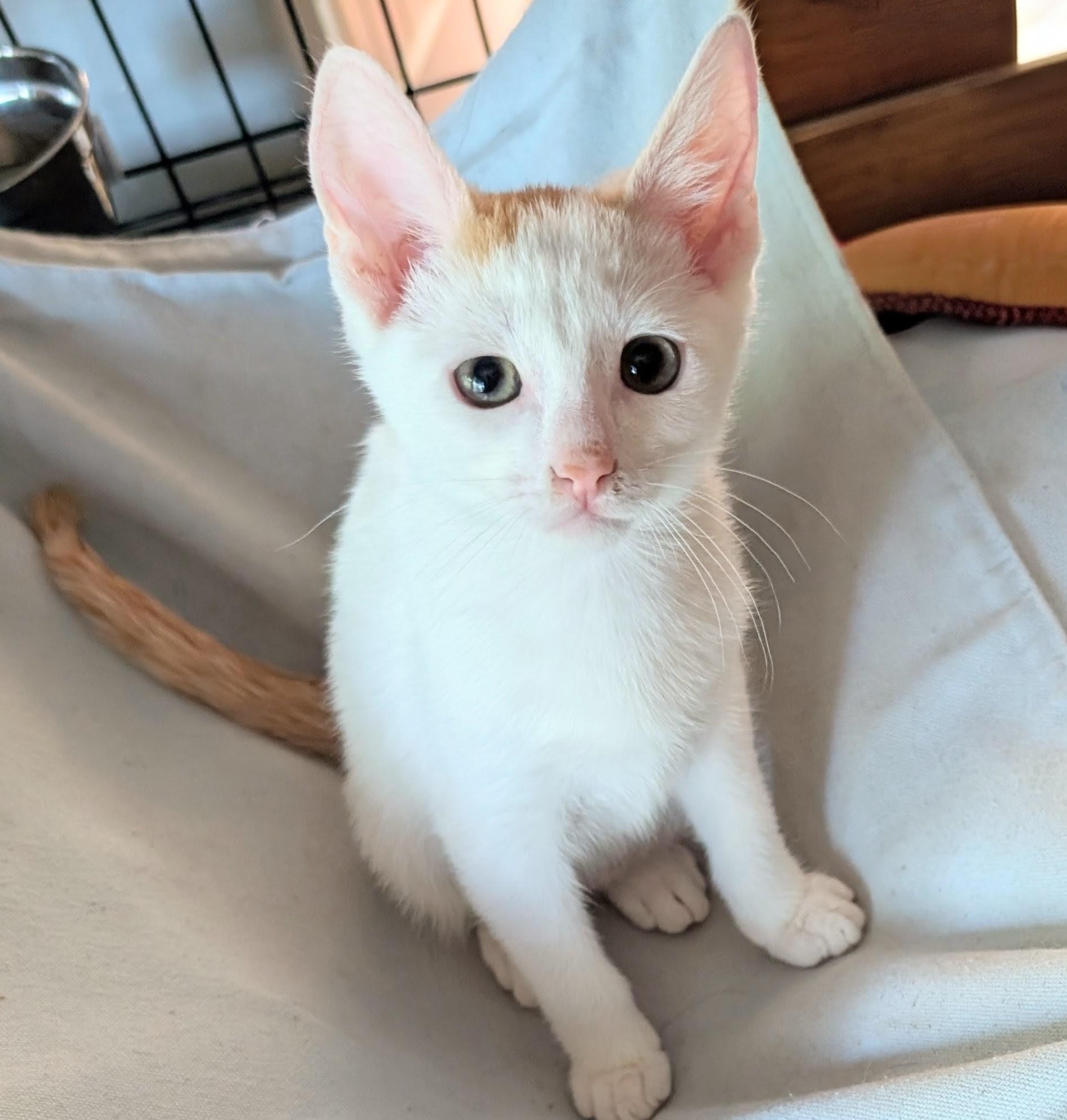 Pixel, a Adoptable Domestic Short Hair in San Diego, CA image 3/6