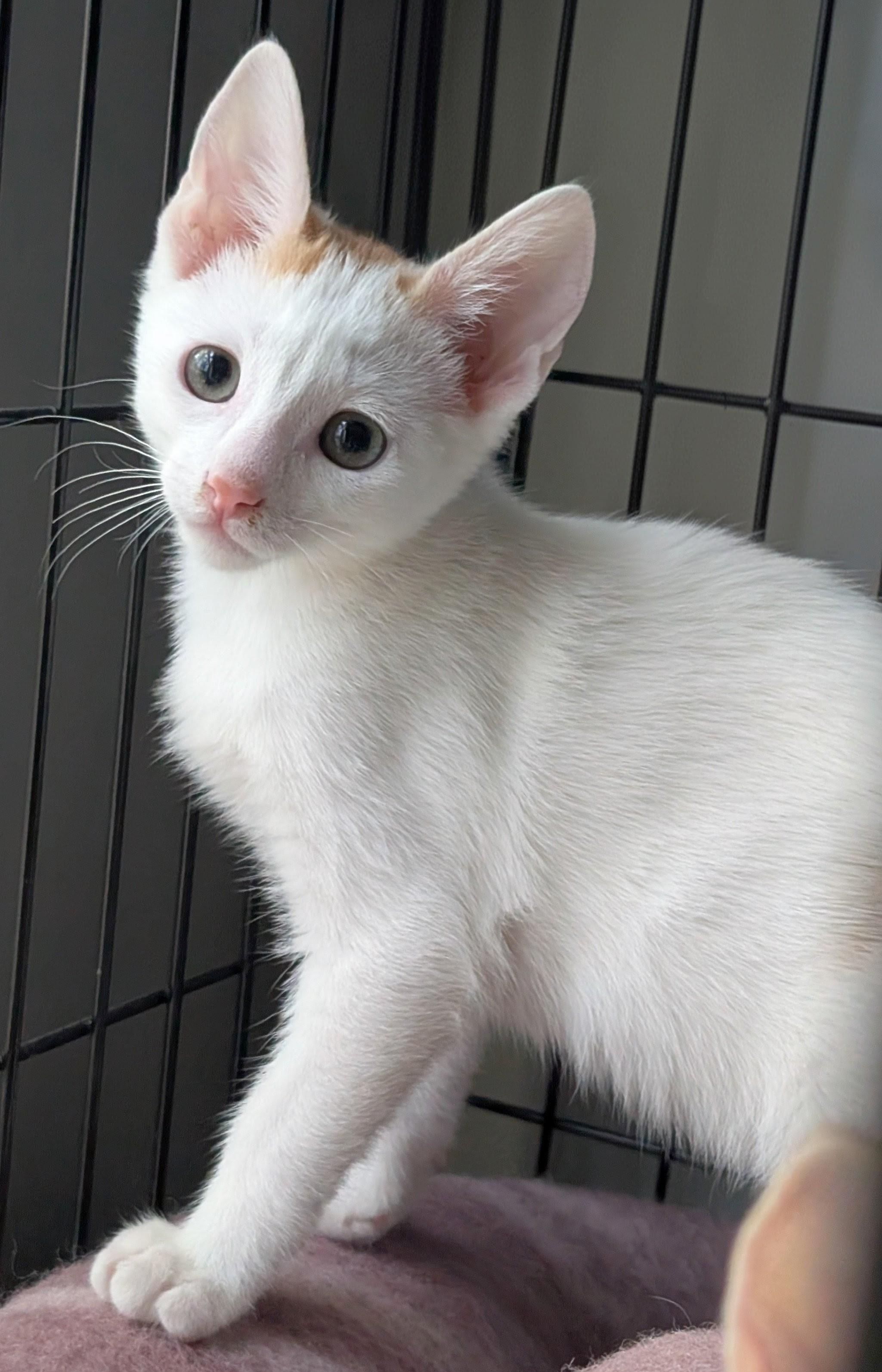 Pixel, a Adoptable Domestic Short Hair in San Diego, CA image 6/6