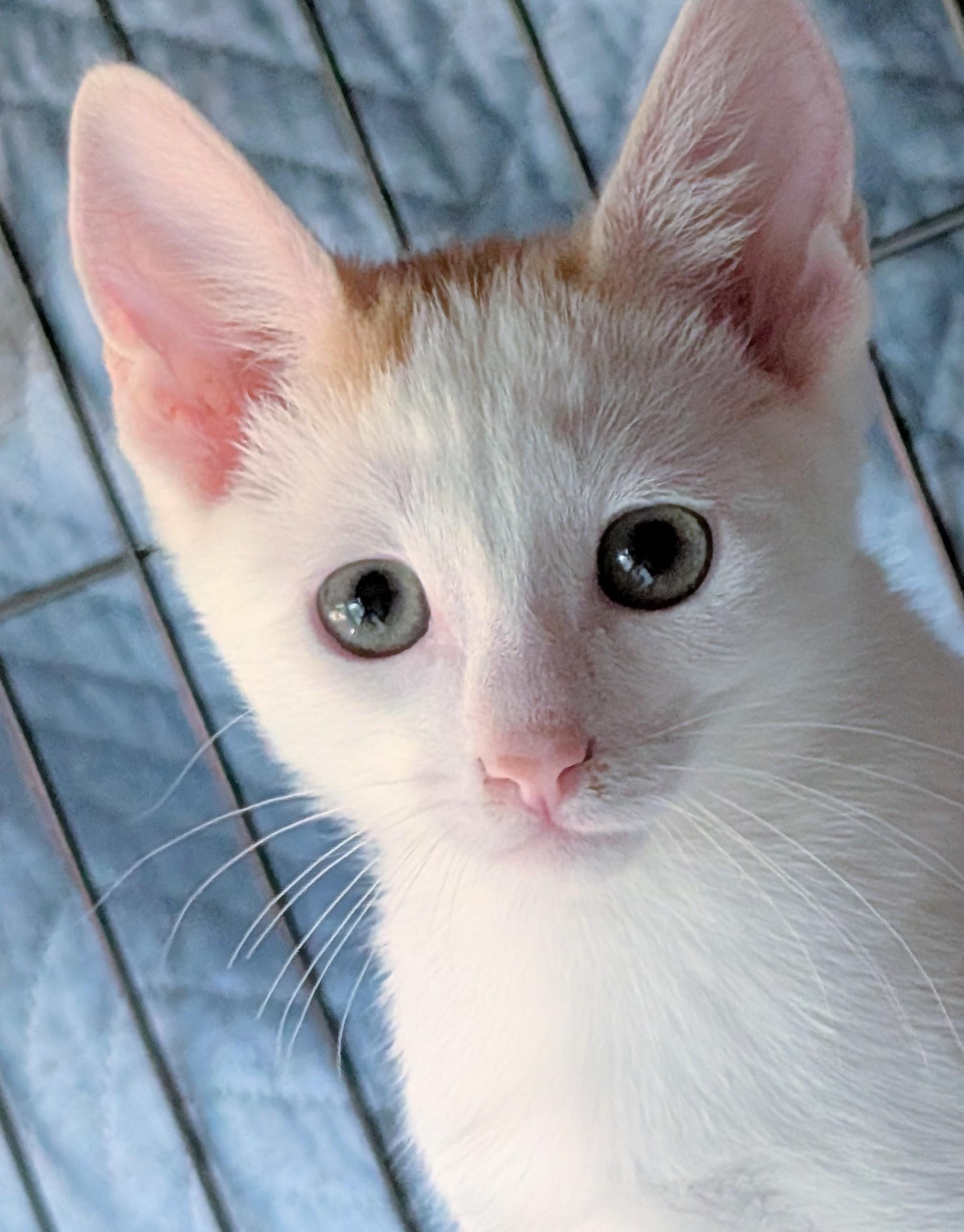 Pixel, a Adoptable Domestic Short Hair in San Diego, CA image 5/6