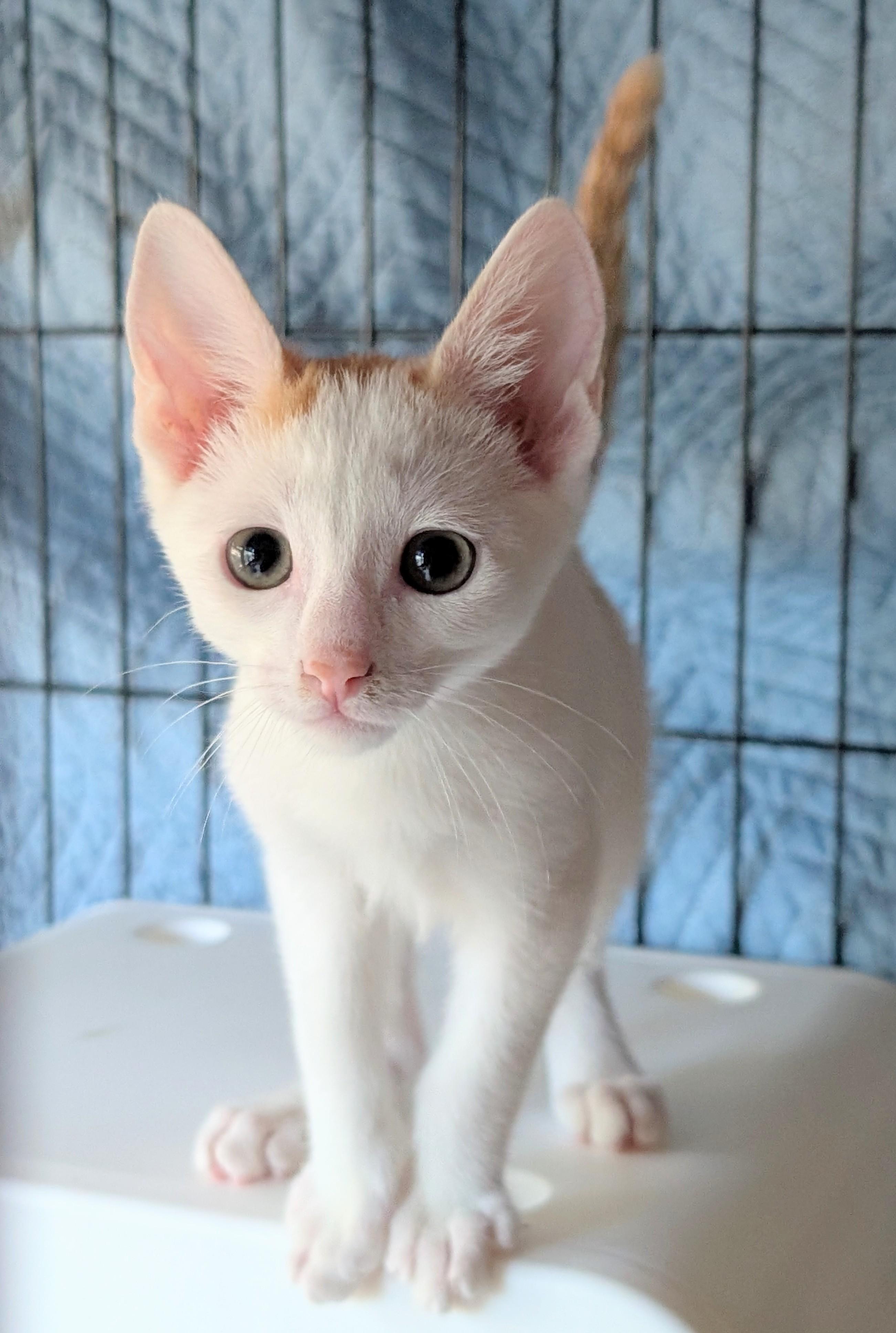 Pixel, a Adoptable Domestic Short Hair in San Diego, CA image 4/6