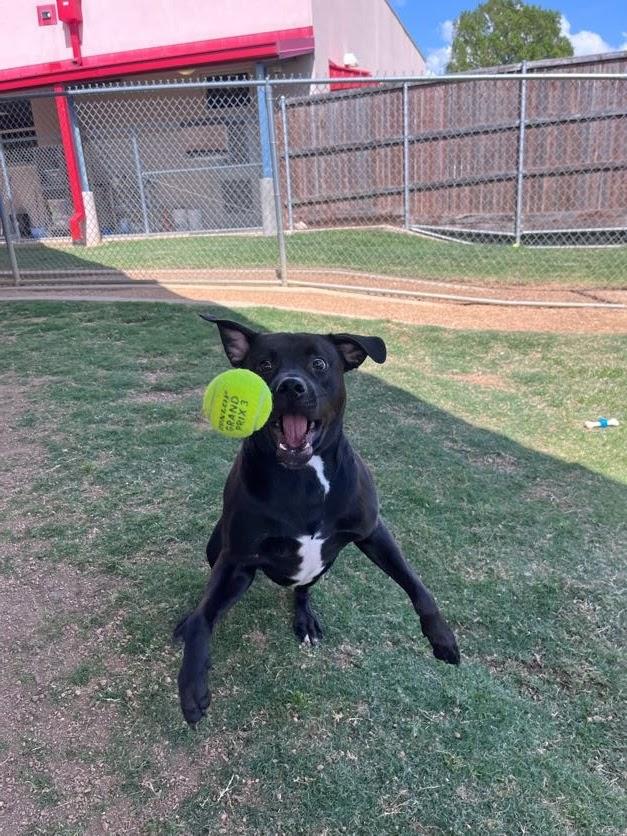 Enlarge Theo* A214699, an adopted mixed breed in Plano, TX image 6/6