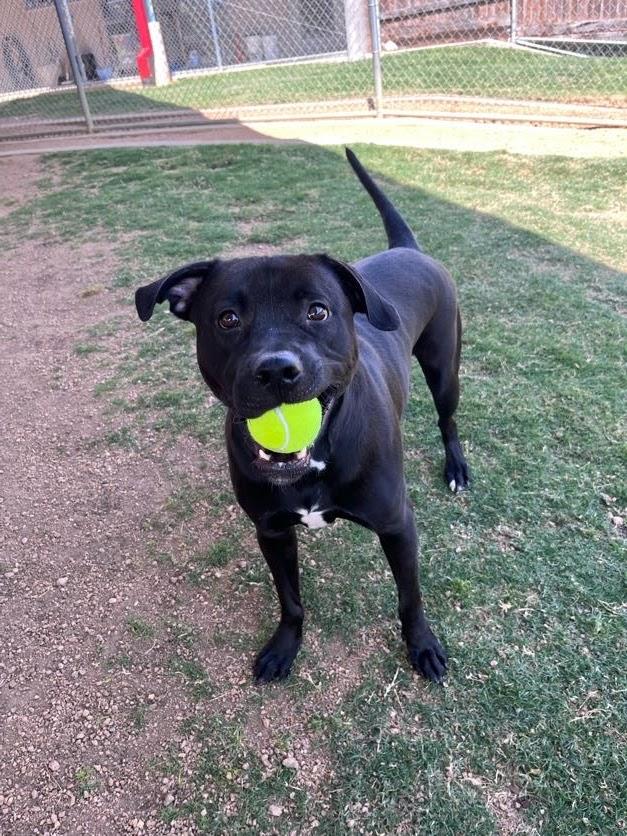 Enlarge Theo* A214699, an adopted mixed breed in Plano, TX image 3/6