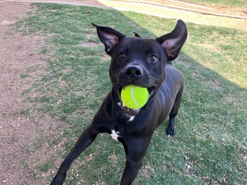 Enlarge Theo* A214699, an adopted mixed breed in Plano, TX image 5/6