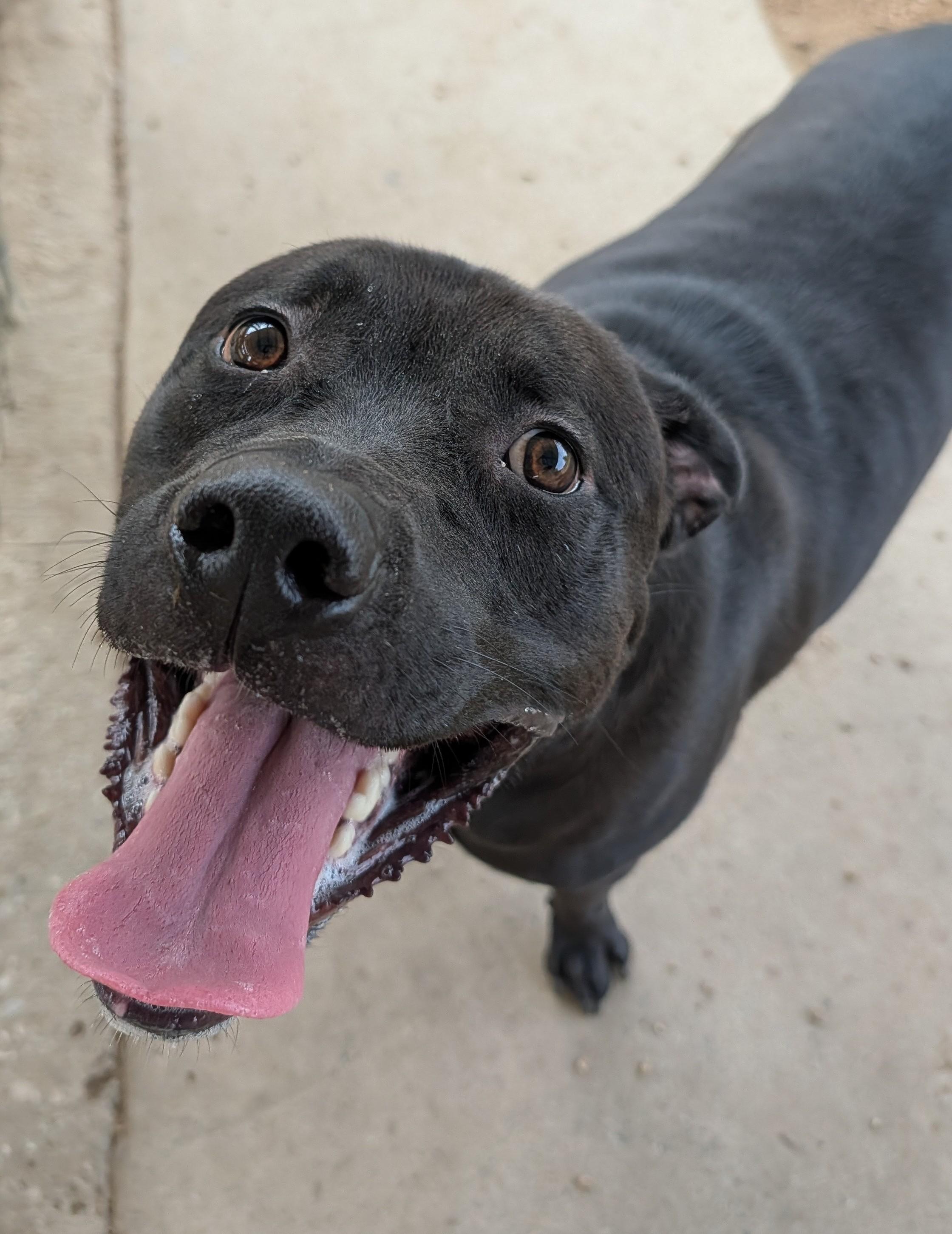 Enlarge Theo A214699, a ADOPTABLE mixed breed in Plano, TX image 2/5