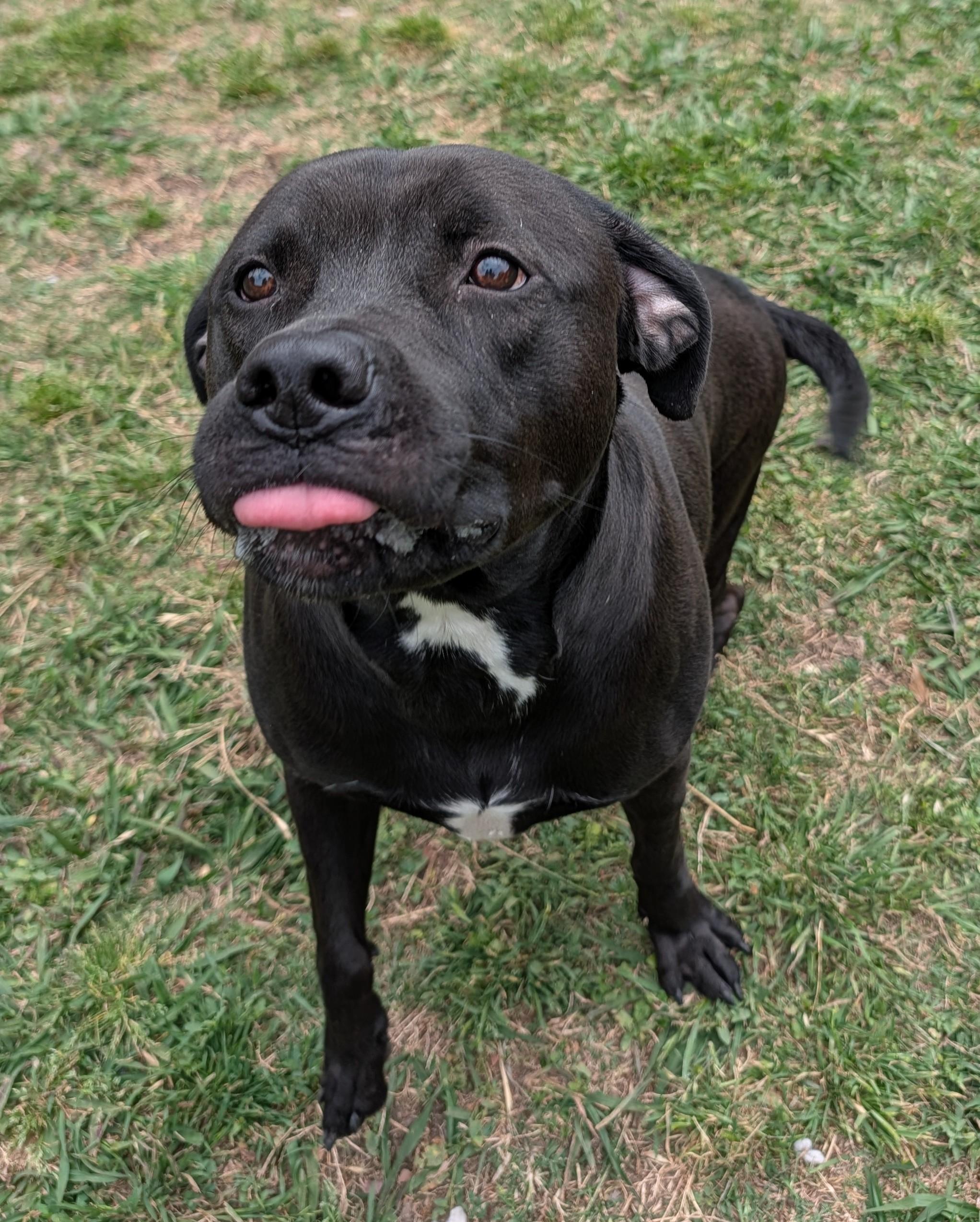 Enlarge Theo A214699, a ADOPTABLE mixed breed in Plano, TX image 3/5